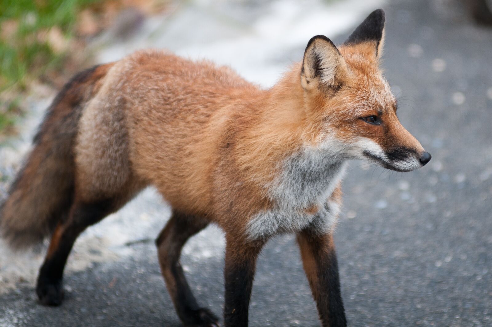 Nikon D300S sample photo. Fox, wildlife, red photography