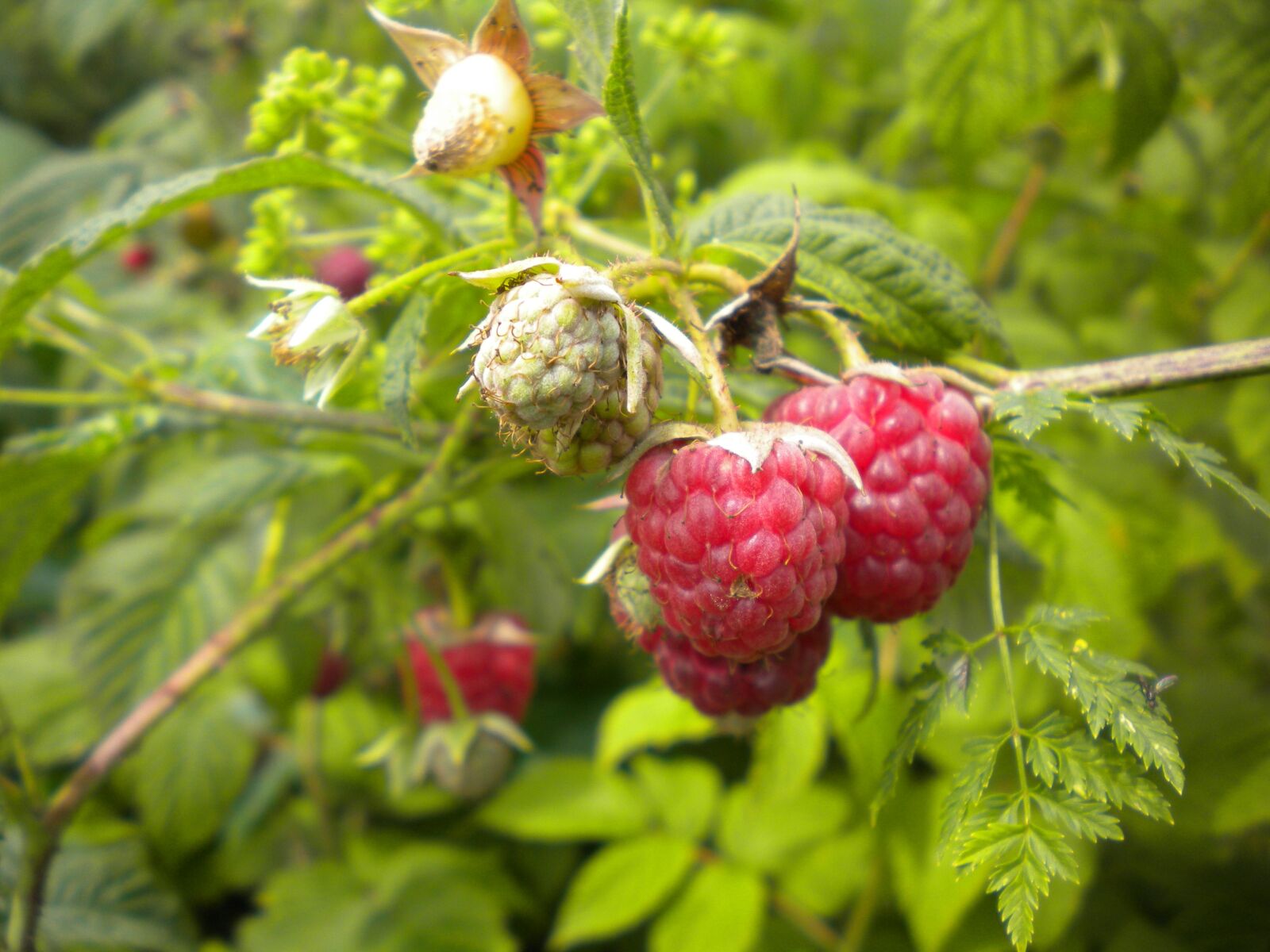 Nikon COOLPIX S225 sample photo. Raspberry, berry, fruits photography