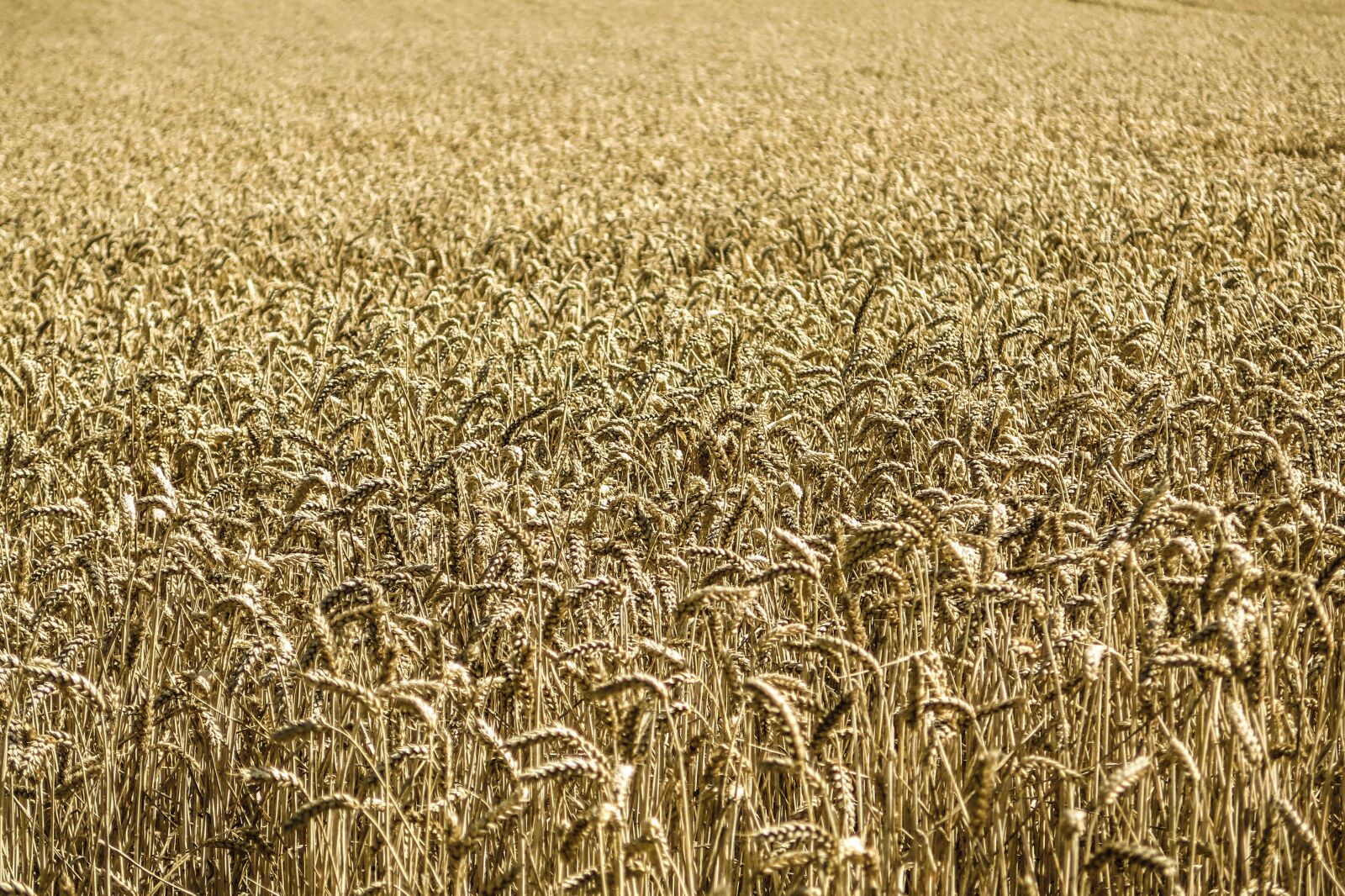 Canon PowerShot G16 sample photo. Cornfield, corn, wheat photography