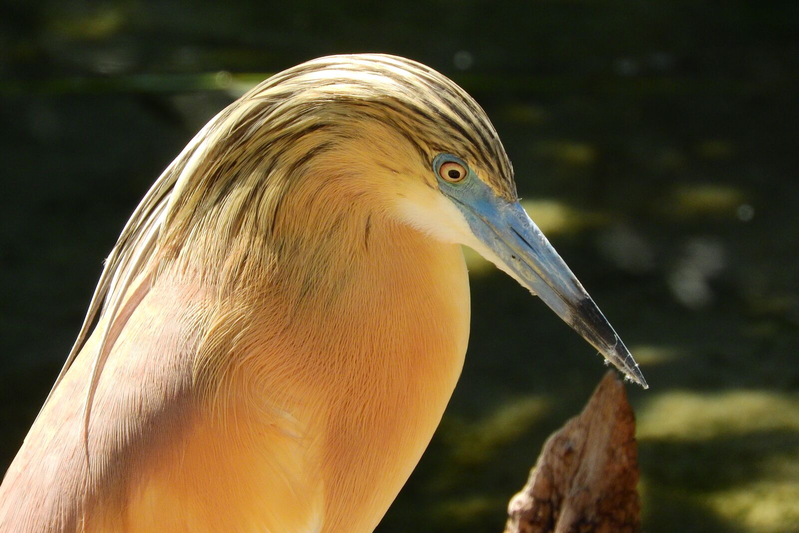 Nikon Coolpix P610 sample photo. Heron hairy, ardeola ralloides photography