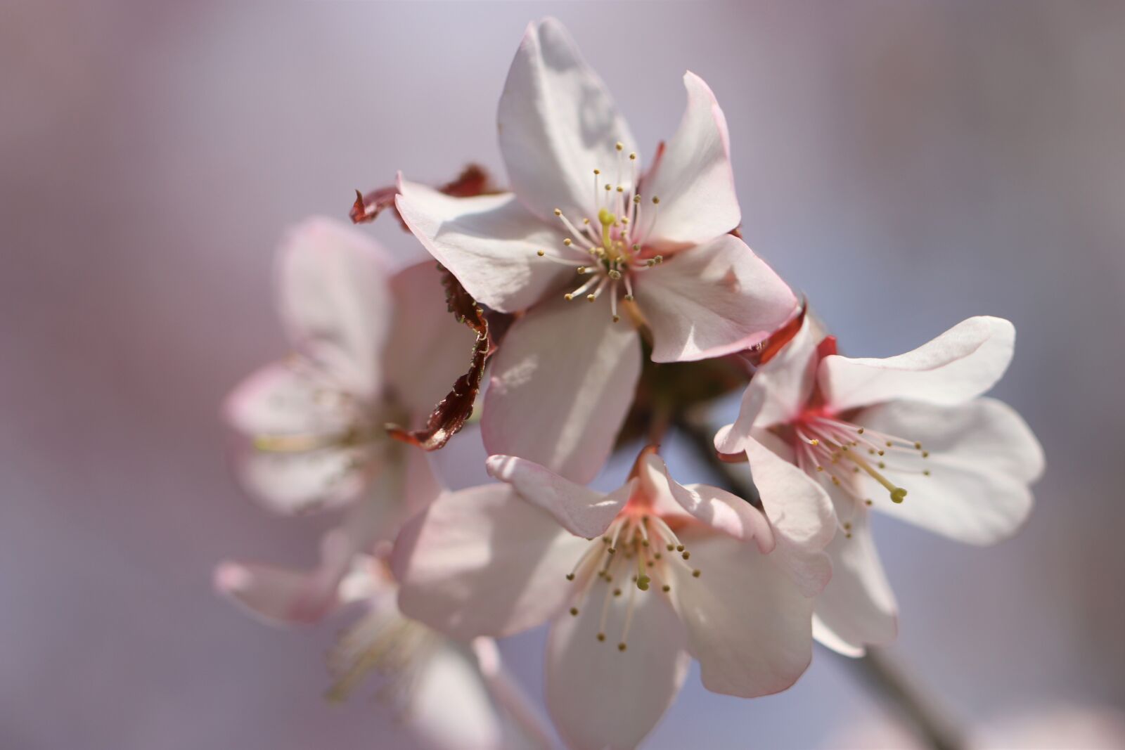 Canon EOS 77D (EOS 9000D / EOS 770D) sample photo. Sakura, cherry, spring photography