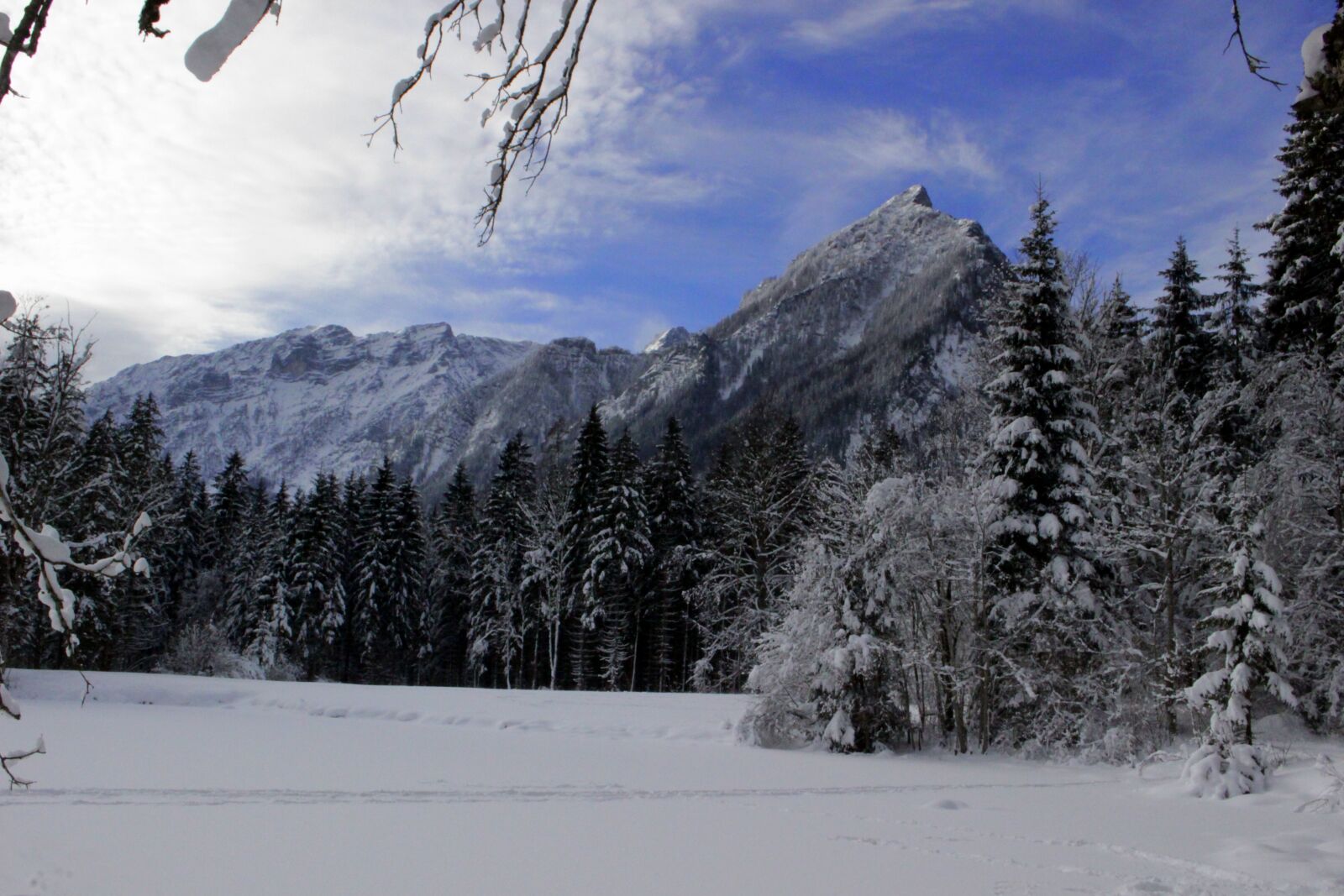 Canon EOS 100D (EOS Rebel SL1 / EOS Kiss X7) sample photo. Forest, wintry, trees photography