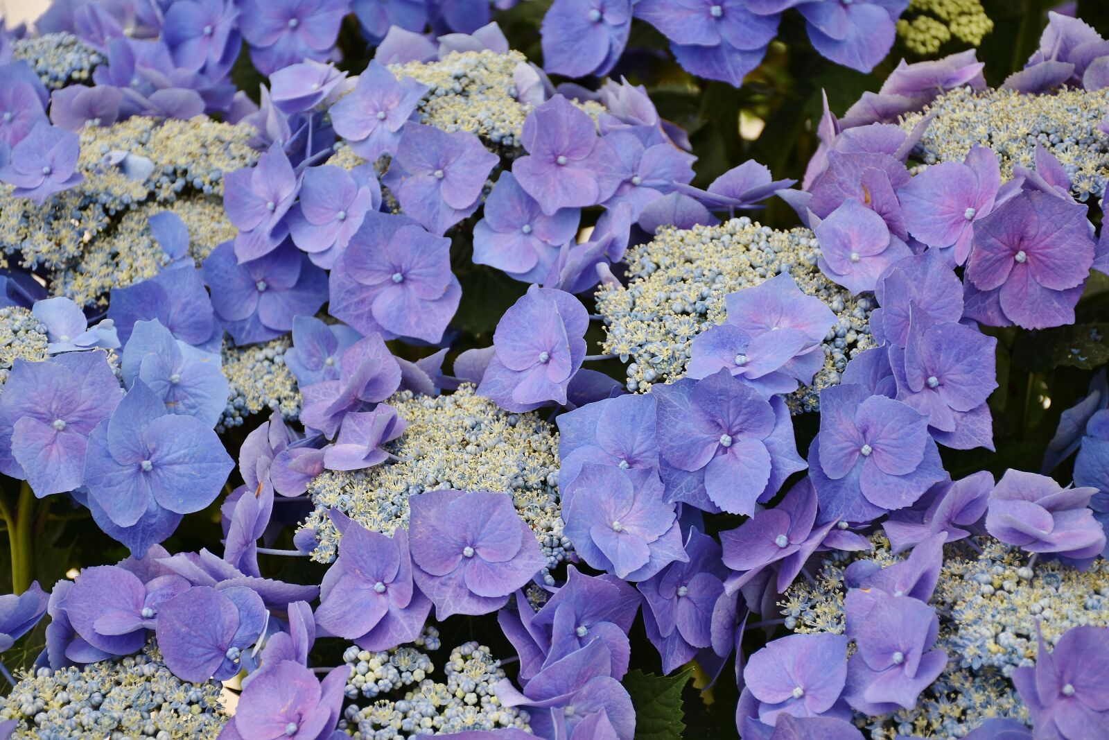Nikon D7200 sample photo. Hydrangeas, flowers, purple photography