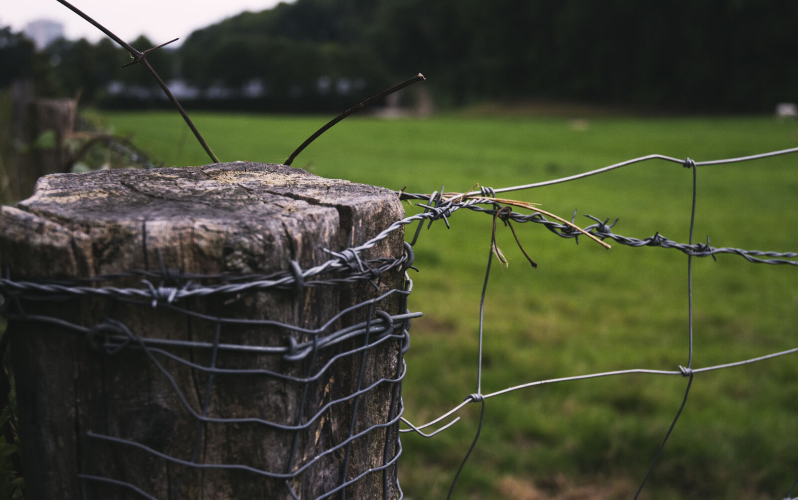 Nikon D7100 sample photo. Barbed, wire, fence, gras photography