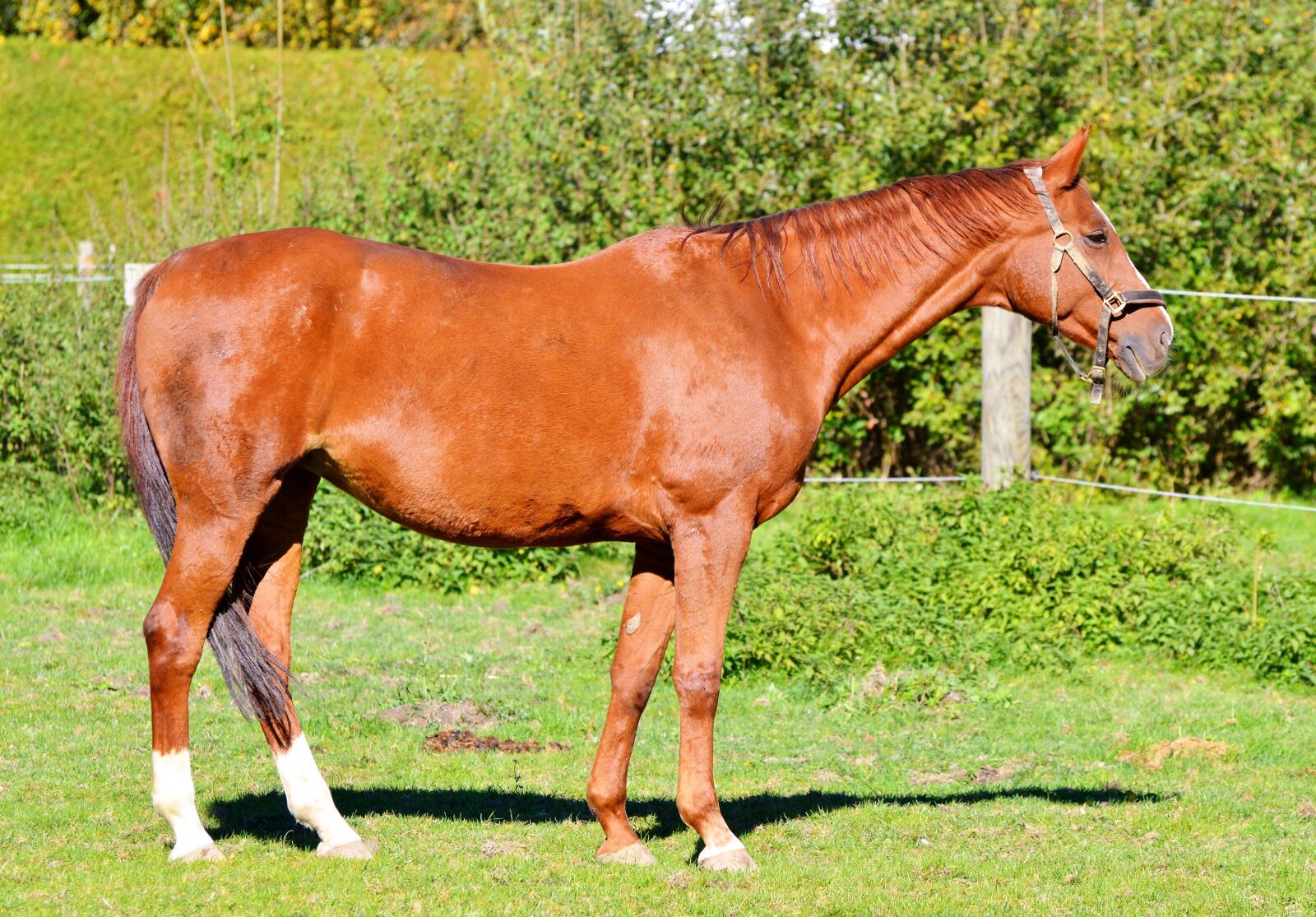 Nikon D3200 sample photo. Horse, ride, reiter photography
