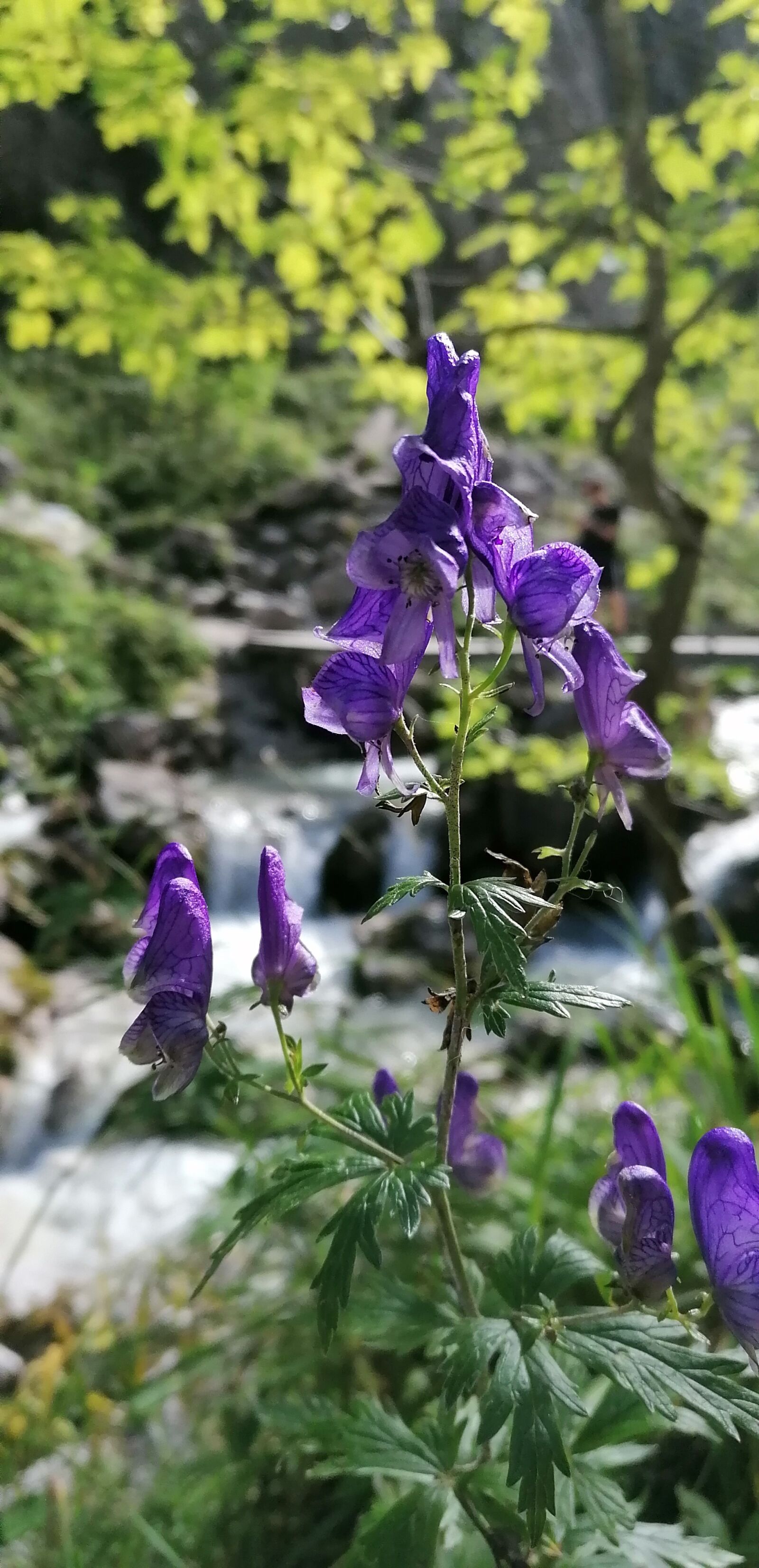 HUAWEI P30 LITE sample photo. Flowers, bluebells, waterfall photography