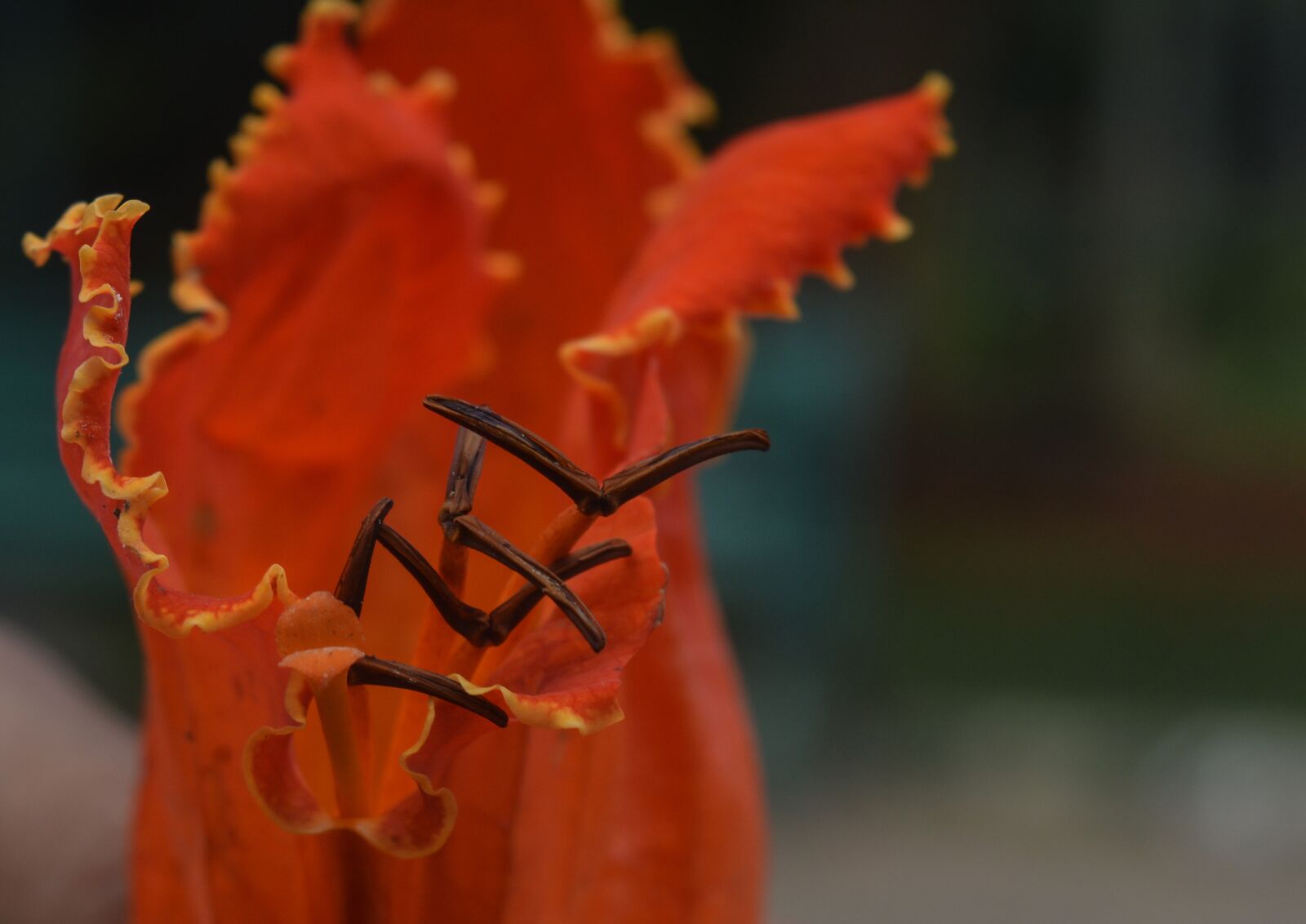 Nikon D5200 sample photo. Red, bloom, blossom photography