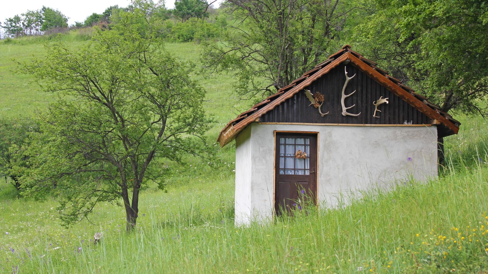 Canon EOS 550D (EOS Rebel T2i / EOS Kiss X4) sample photo. House, horns, animal photography