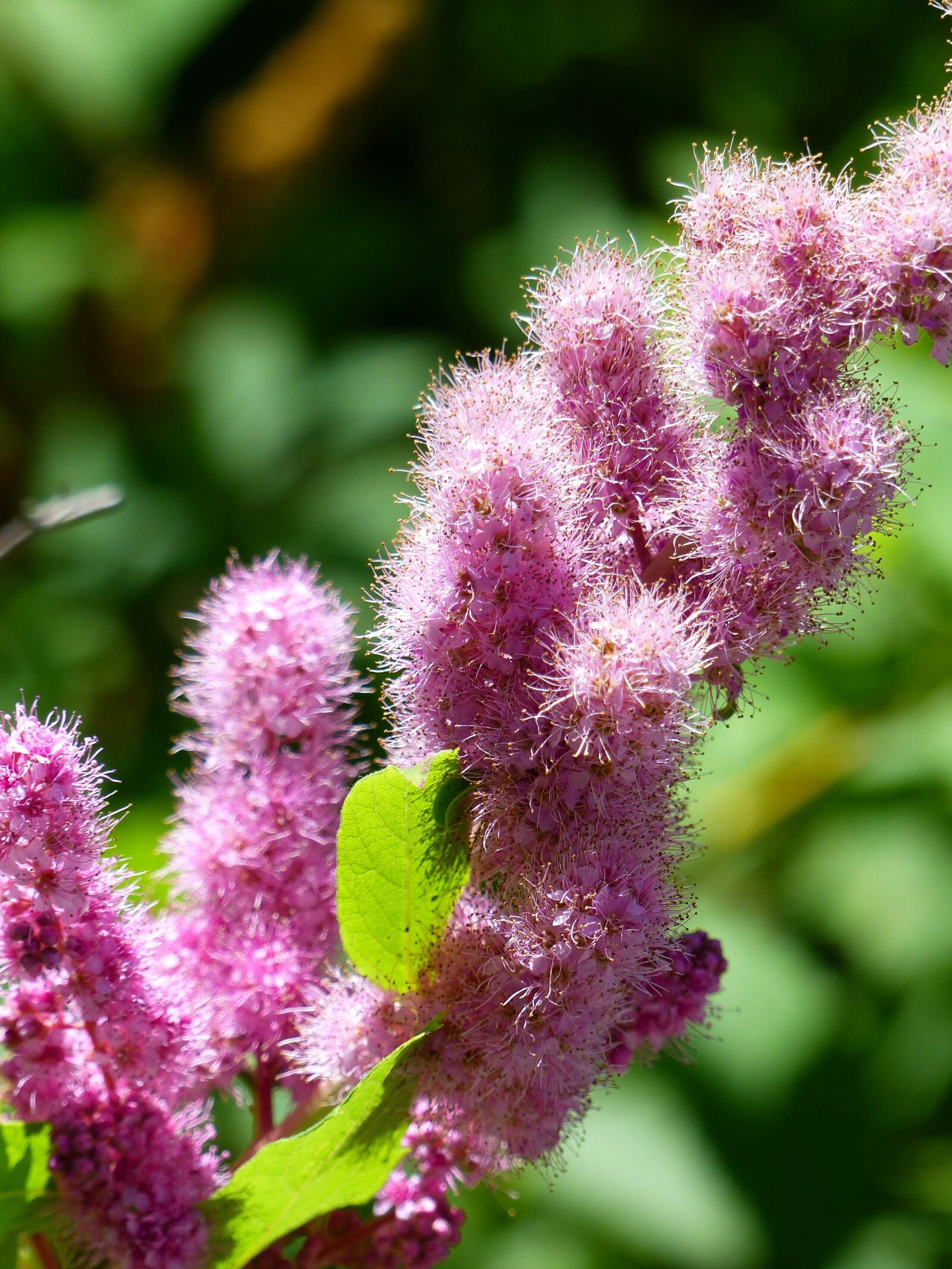 Panasonic Lumix DMC-FZ200 sample photo. Wildflower, pink, flower photography