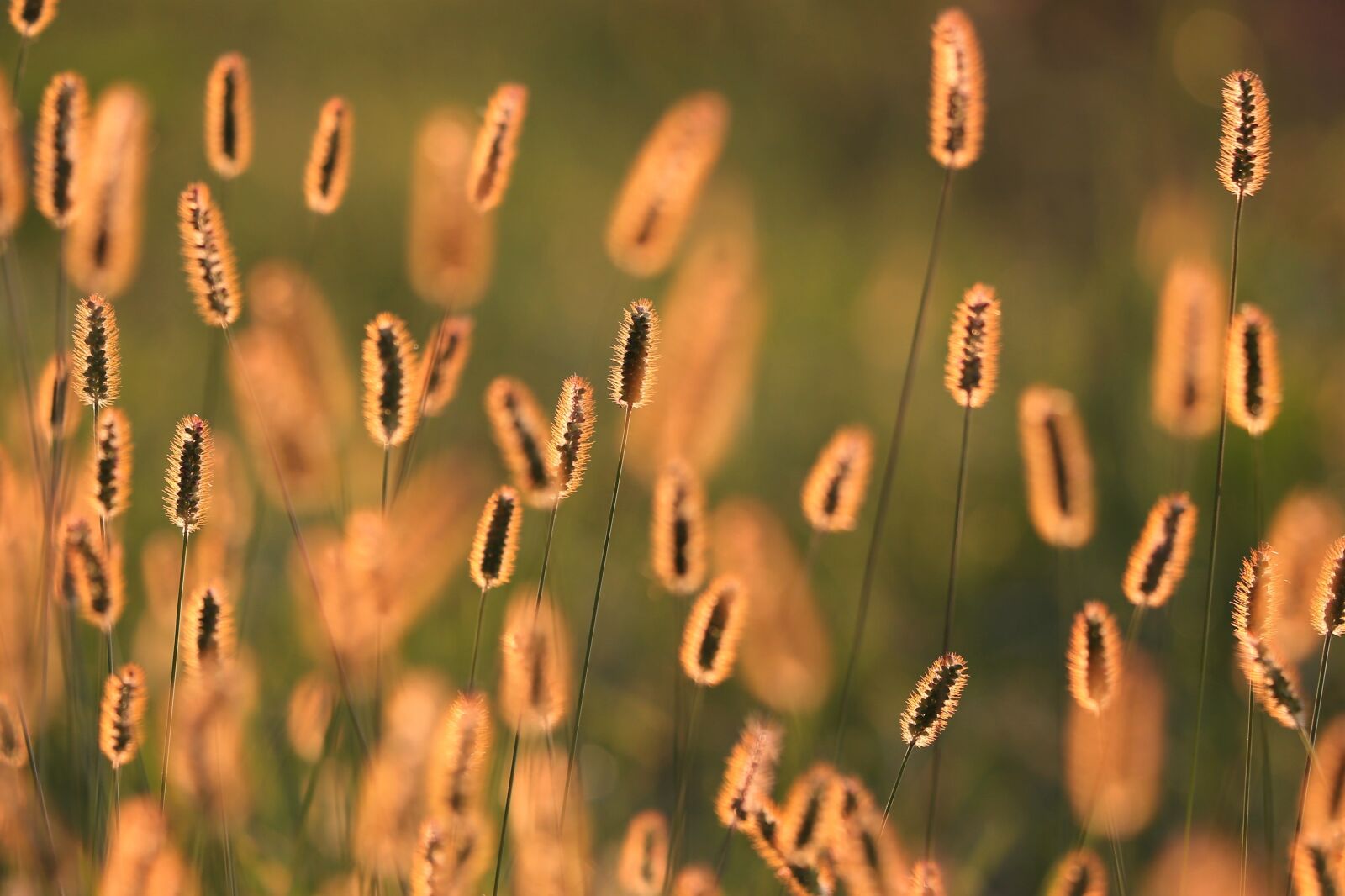 Canon EF 70-300 F4-5.6 IS II USM sample photo. Grass, meadow, evening photography