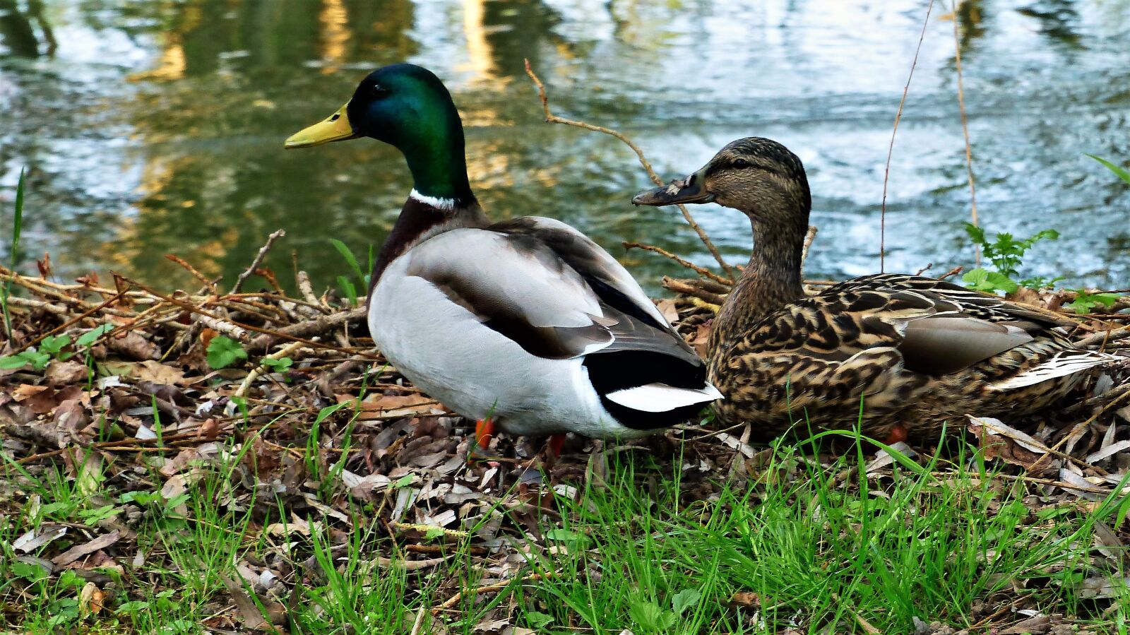 Panasonic Lumix DMC-FZ200 sample photo. Duck, bird, nature photography