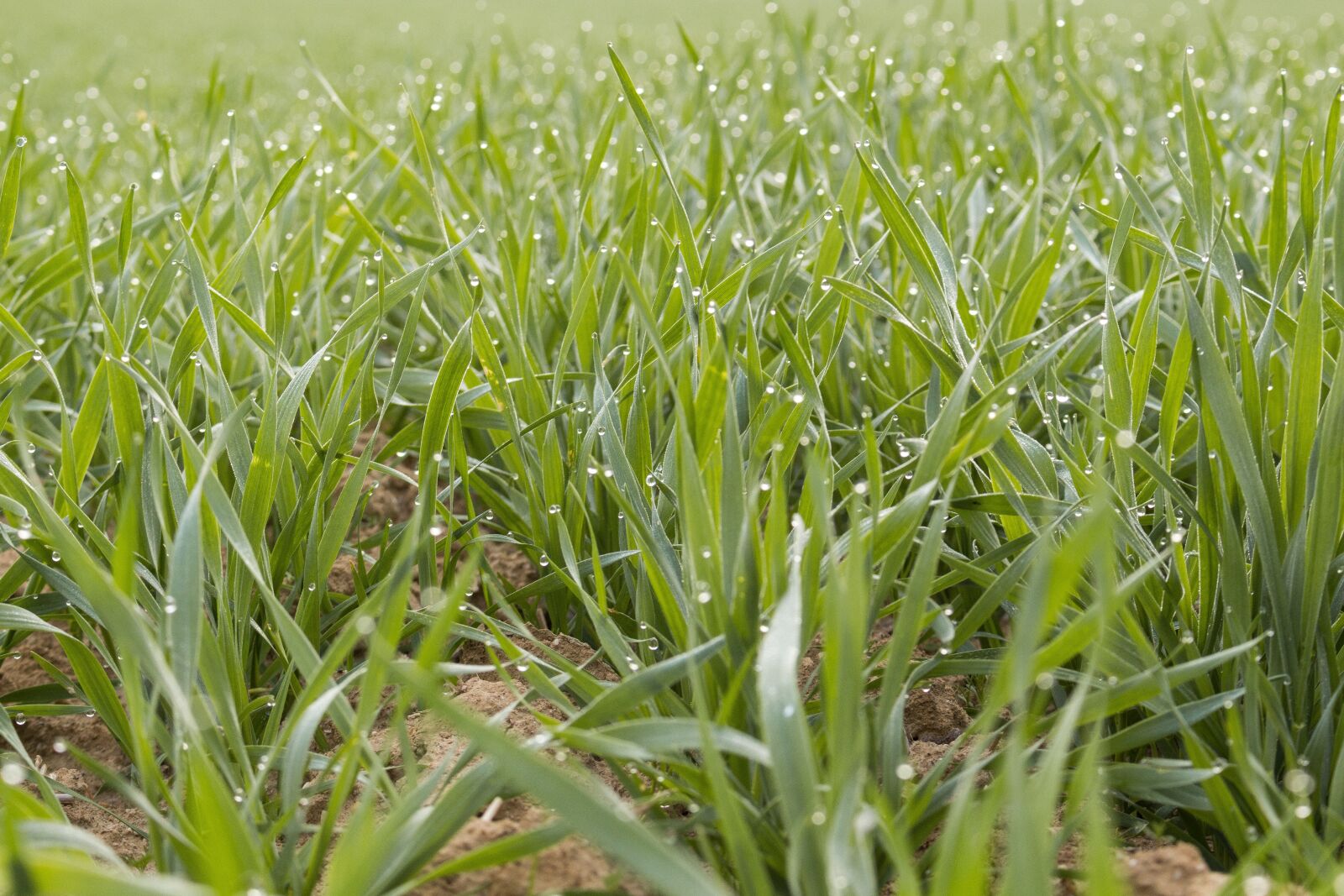 Canon EOS 700D (EOS Rebel T5i / EOS Kiss X7i) sample photo. Meadow, field, barley photography