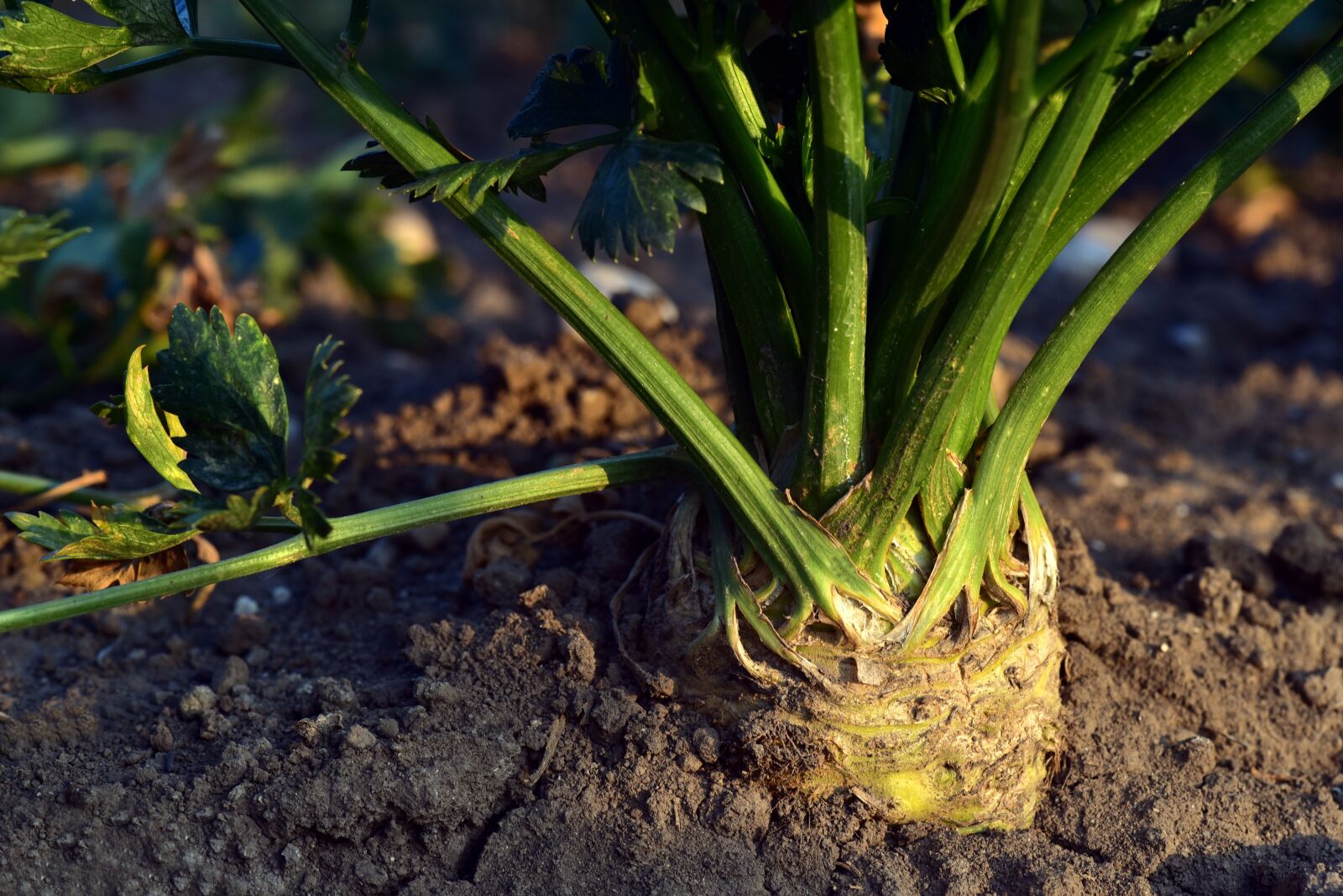 Nikon D750 sample photo. Celery, plant, celery plant photography