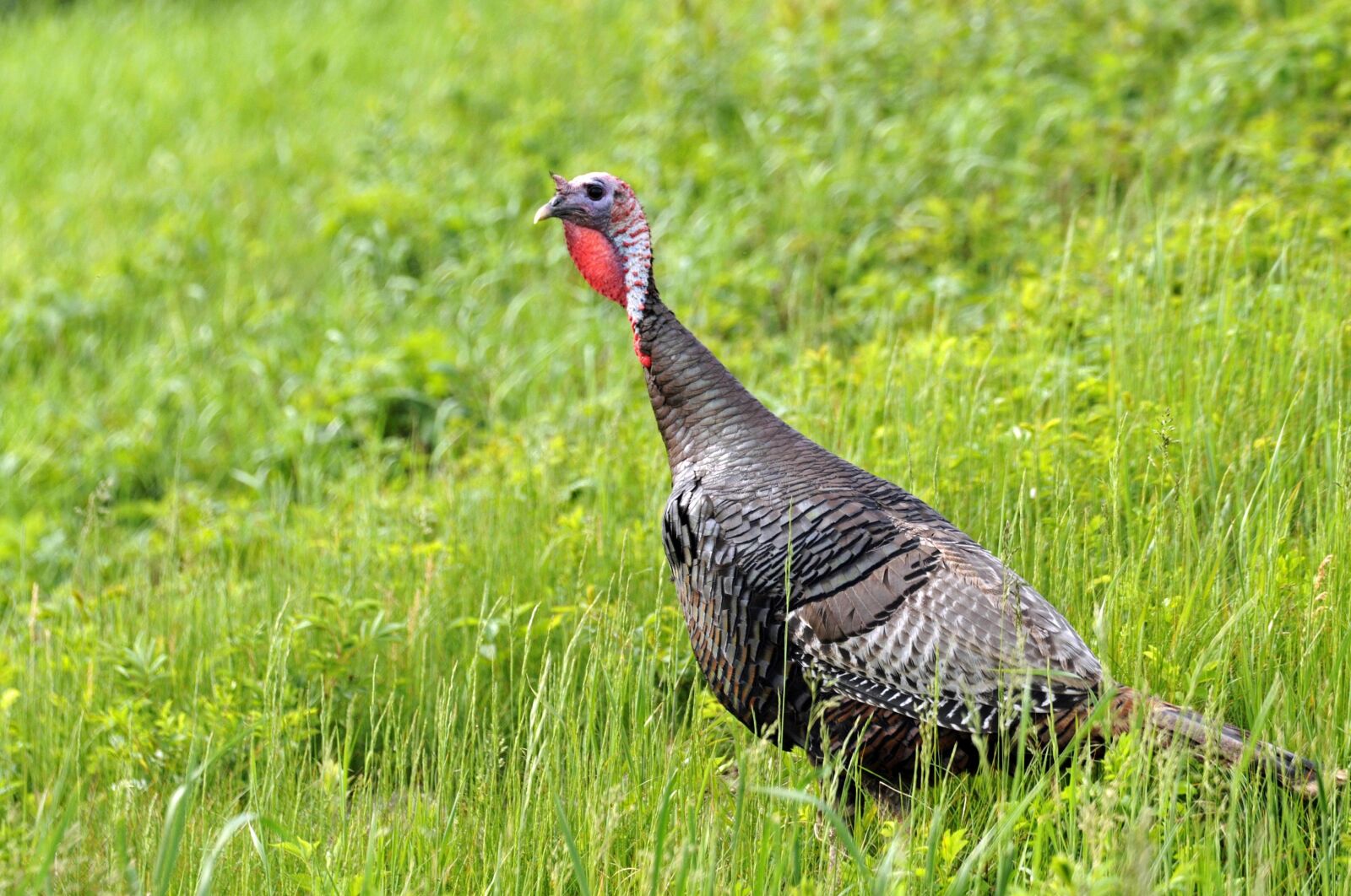Nikon D300 sample photo. Turkey, bird, close up photography