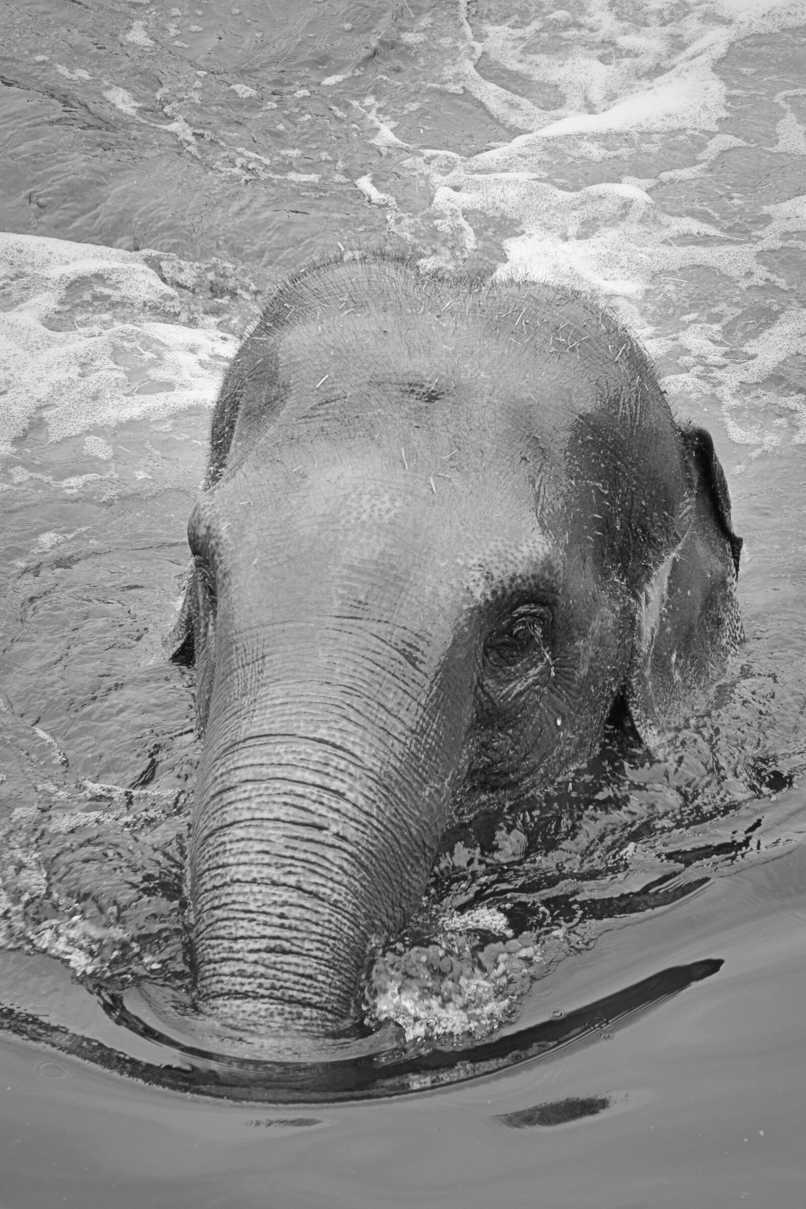 Nikon D5200 sample photo. Elephant, animal, trunk photography