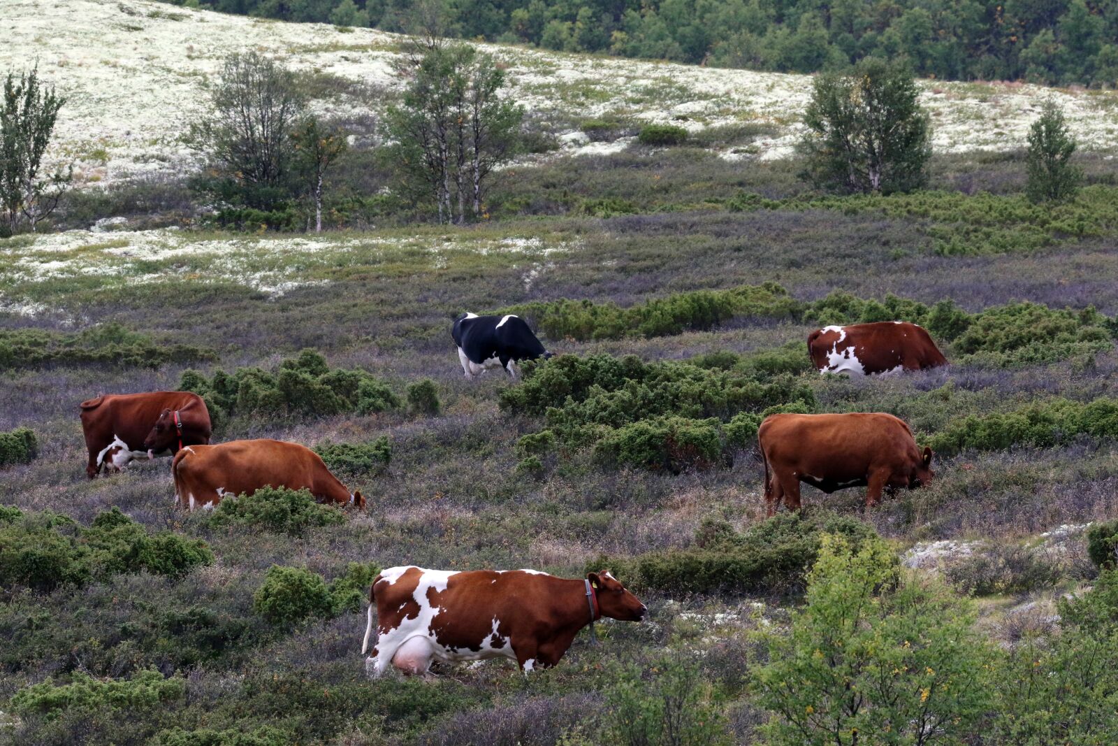 Canon EOS 7D Mark II sample photo. Cows, norway, dalsbygda photography