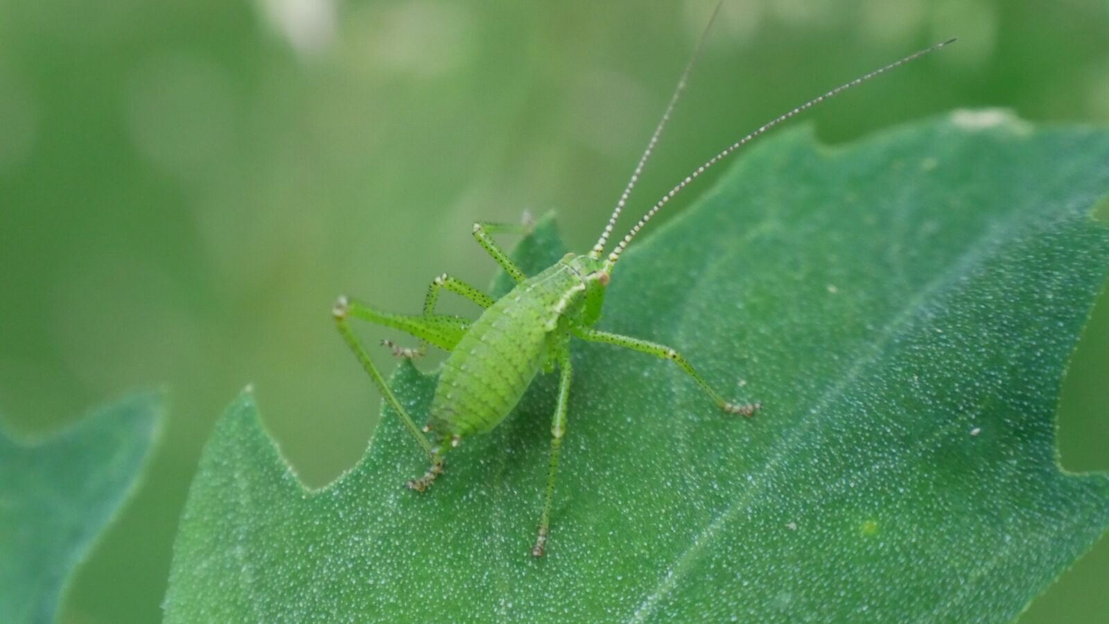 Panasonic Lumix DMC-G85 (Lumix DMC-G80) sample photo. Beetle, green, sheet photography