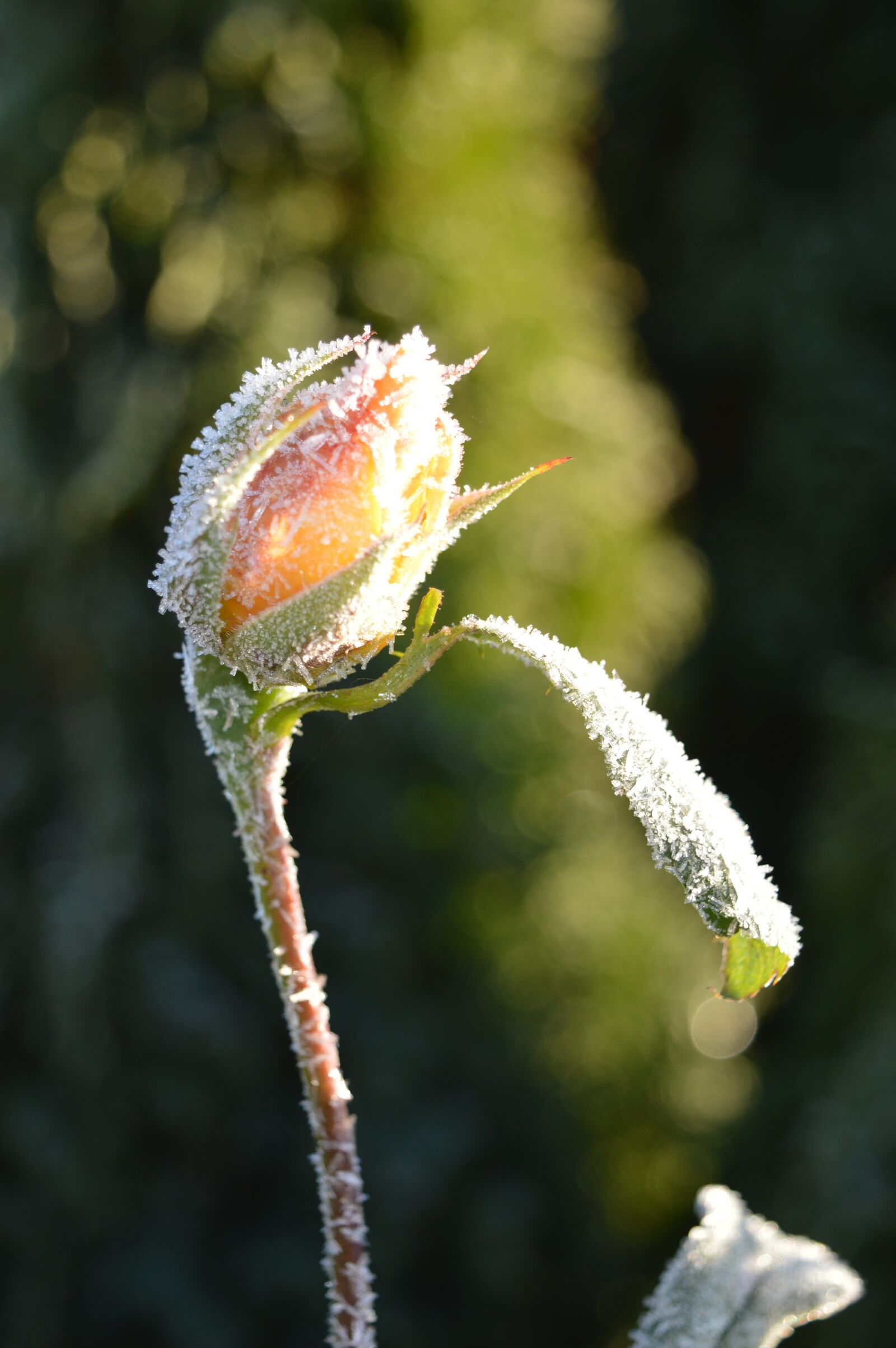 Nikon D3200 sample photo. Rosebud, blossom, bloom photography