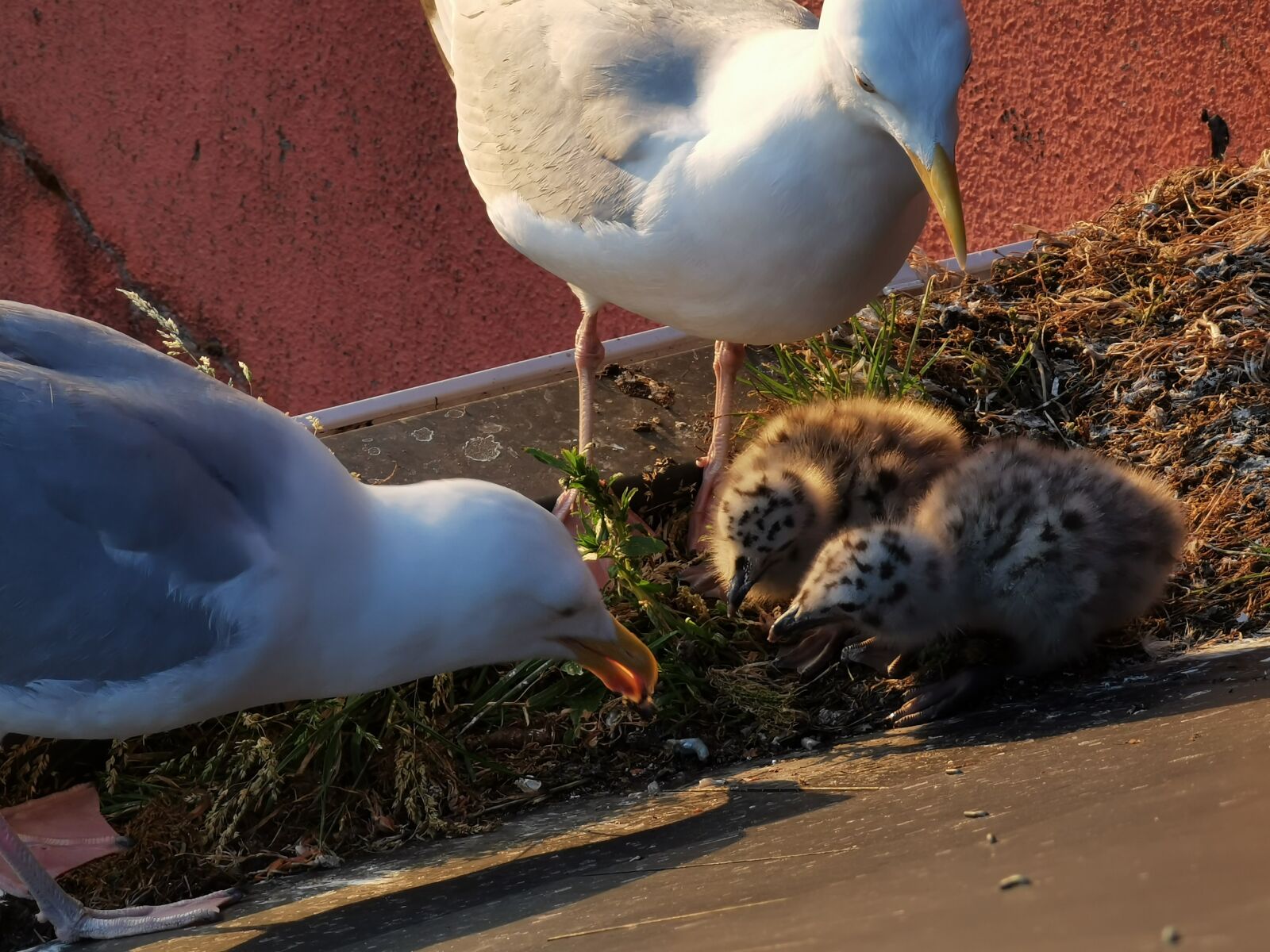 HUAWEI P30 Pro sample photo. Seagulls, birds, chicks photography