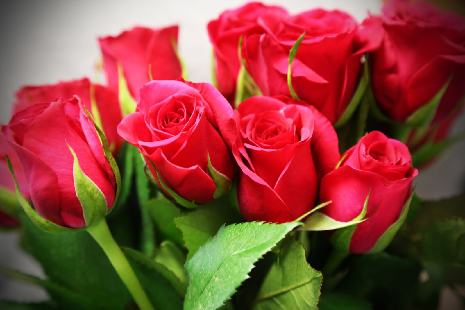 Canon EOS 5D Mark III sample photo. Roses, pink, red photography