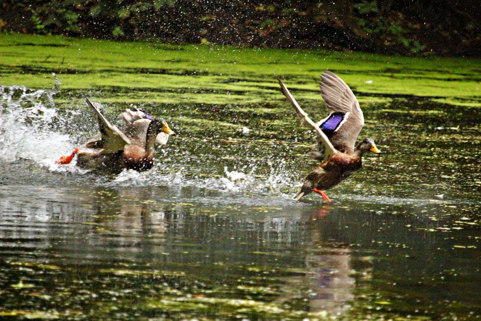 Canon EOS 100D (EOS Rebel SL1 / EOS Kiss X7) sample photo. Duck, running duck, water photography