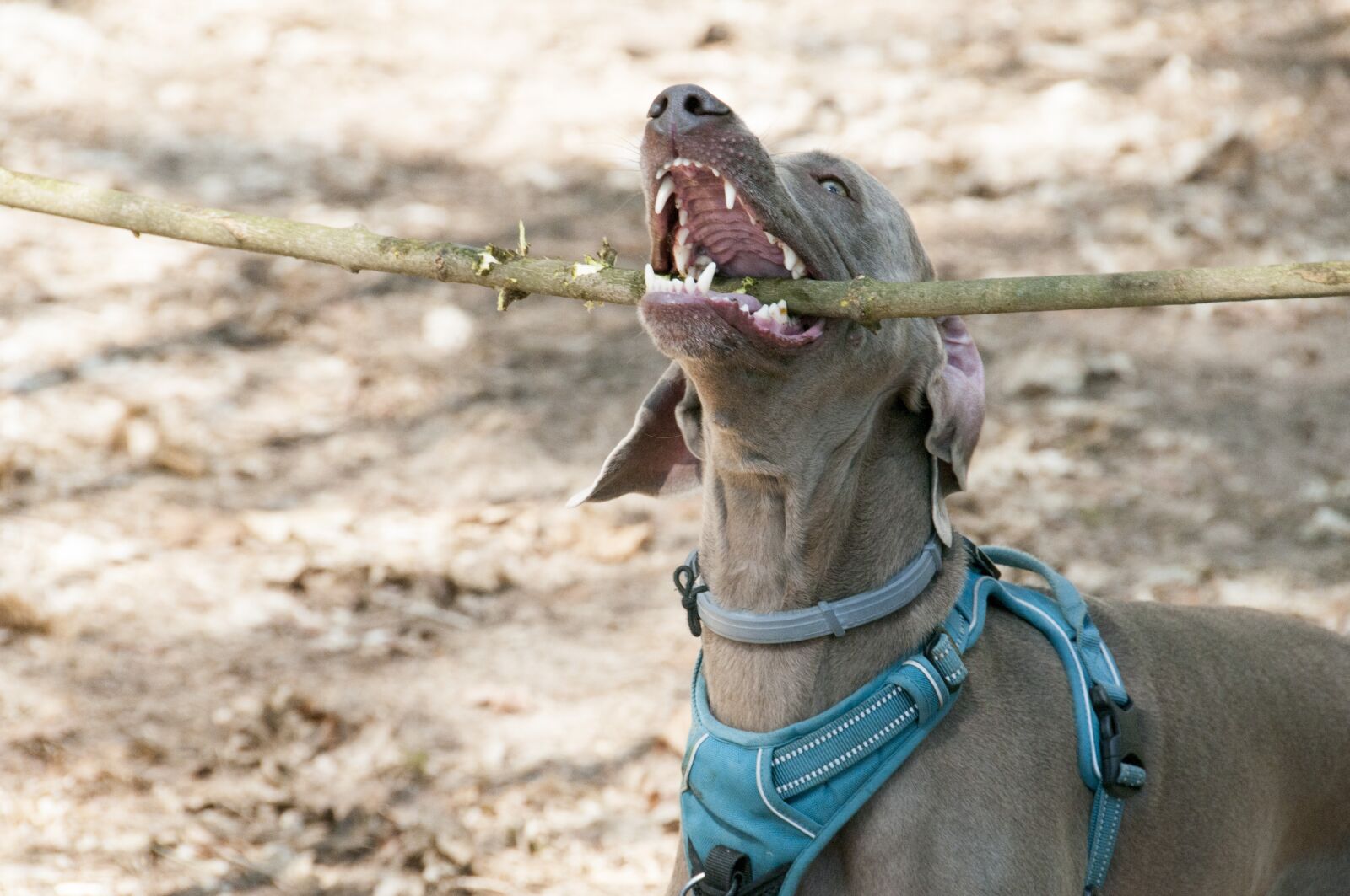 Nikon D300 sample photo. Dog, teeth, mammal photography