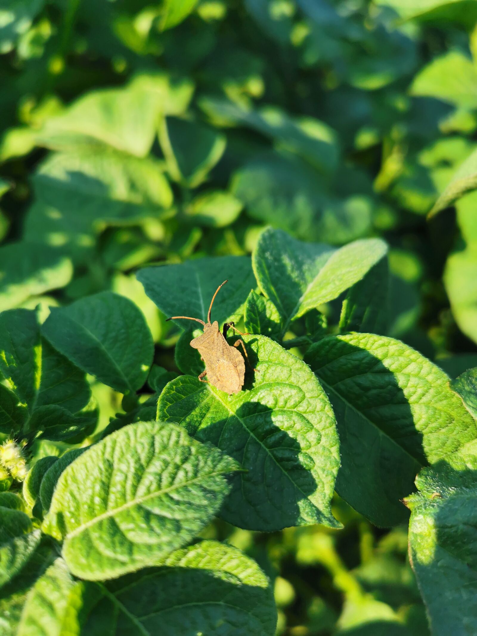 HUAWEI P30 sample photo. Insect, green, plant photography