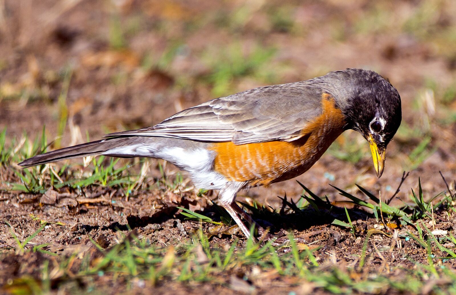 Nikon D610 sample photo. Bird, animal, wildlife photography