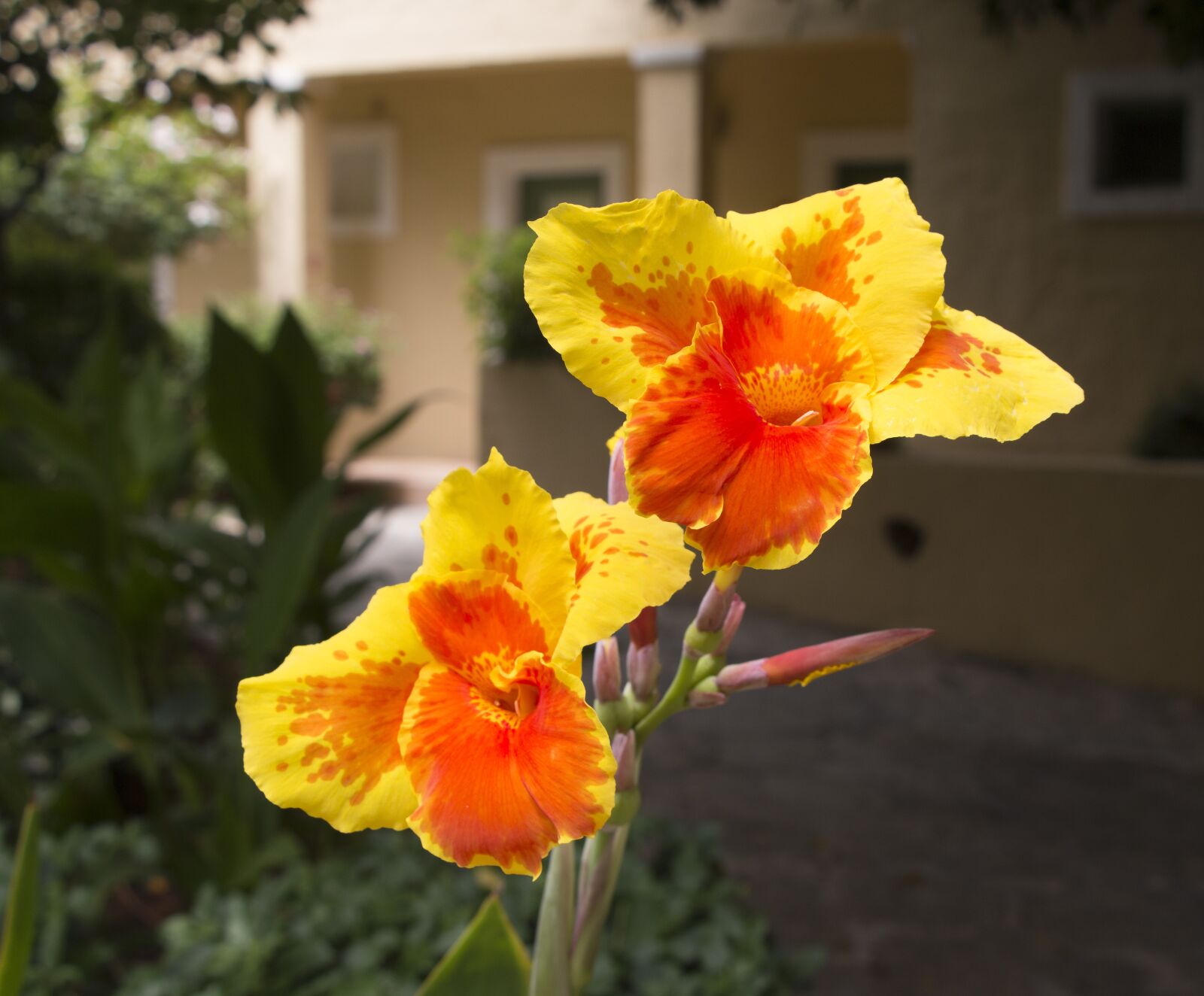 Canon EOS 70D sample photo. Flower, flower of canna photography