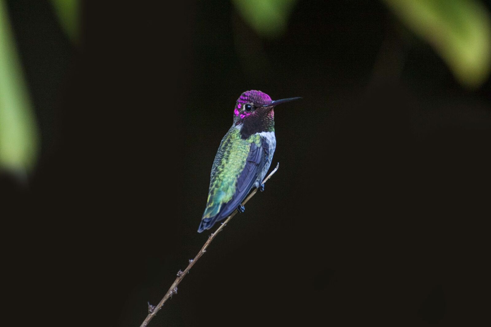 Canon EOS 50D sample photo. Dark, branch, bird photography