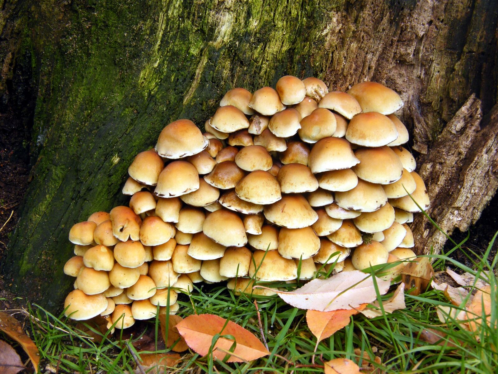 Fujifilm FinePix S8000fd sample photo. Sulphur heads, mushrooms, forest photography