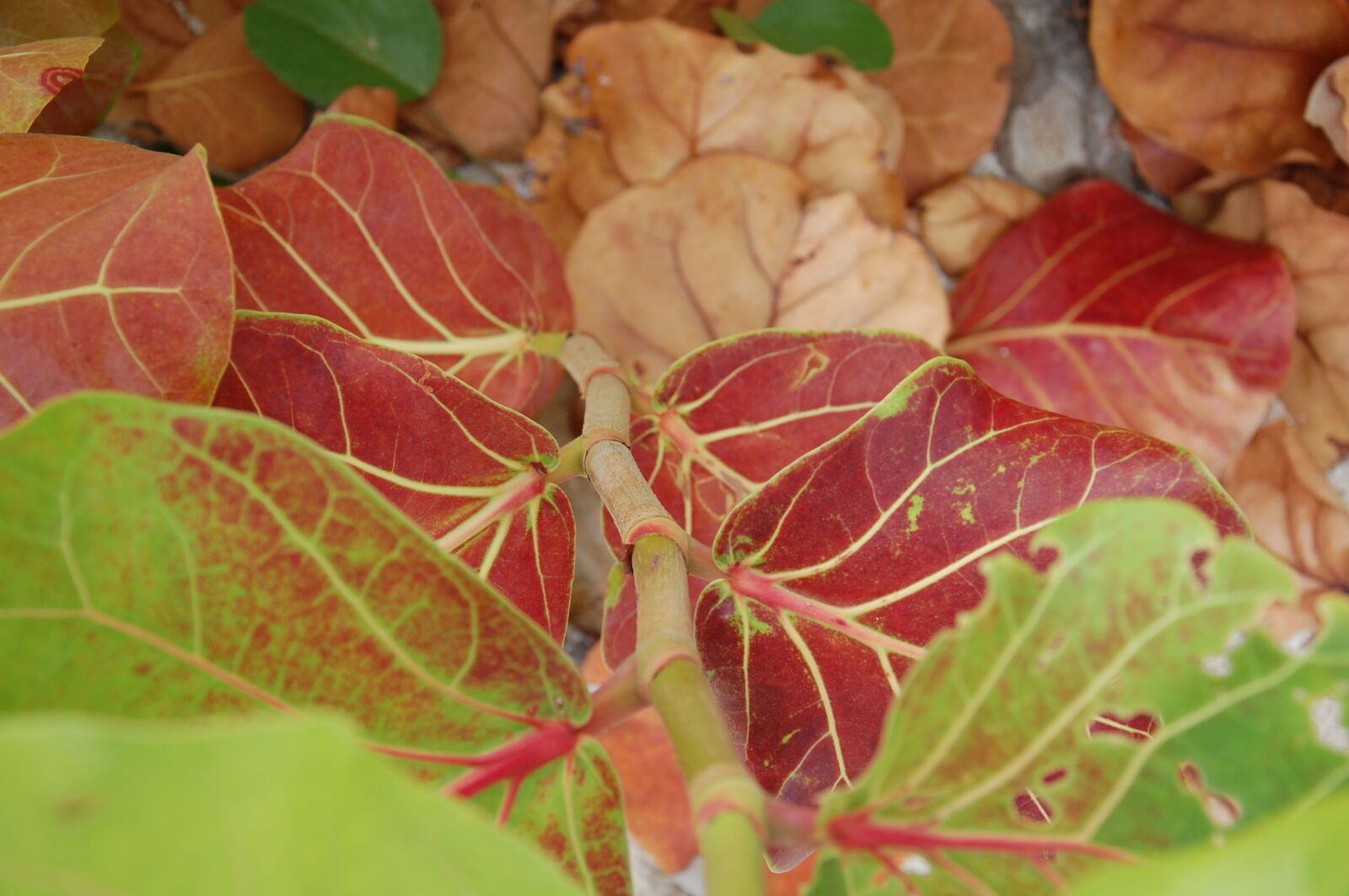 Nikon D40 sample photo. Leaves, vines, green photography