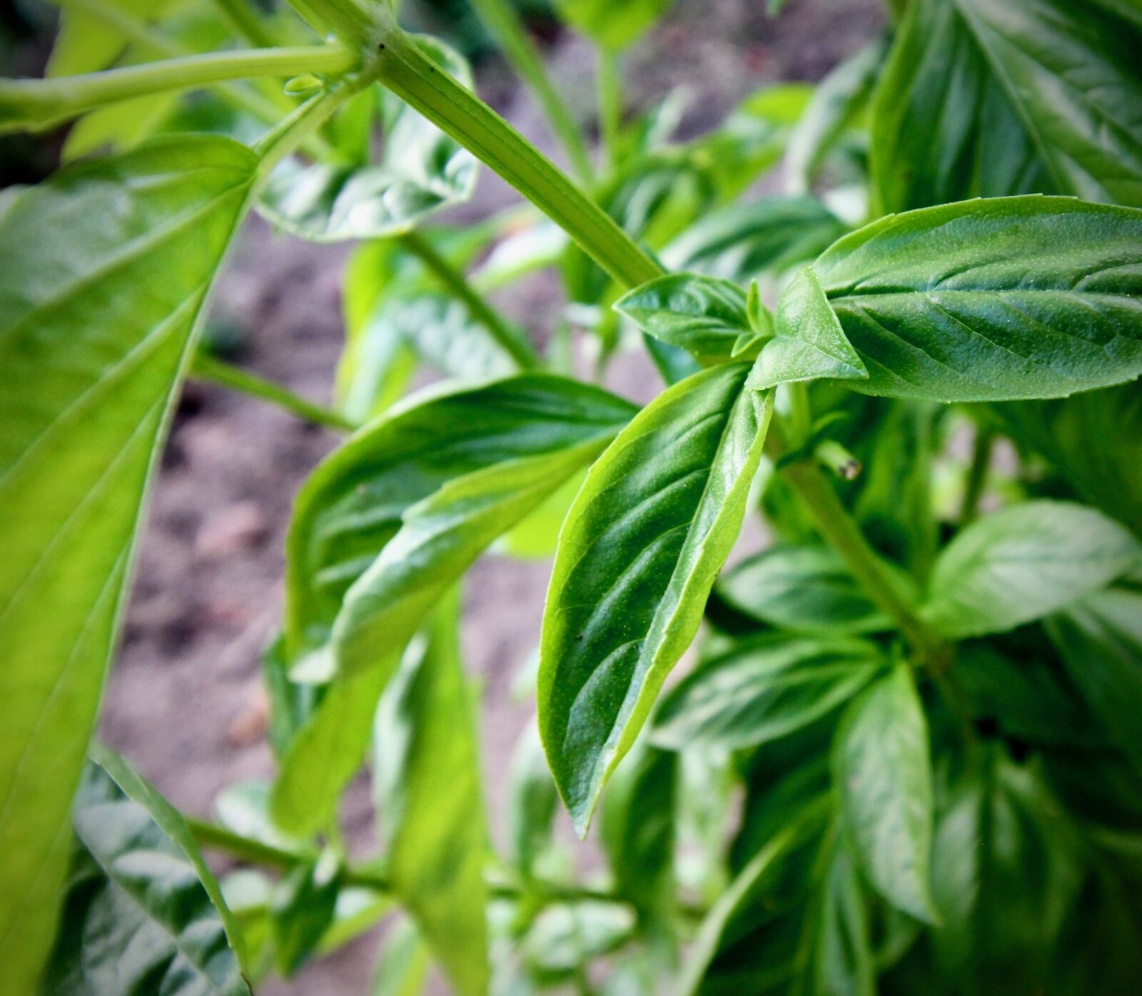 Canon EOS 550D (EOS Rebel T2i / EOS Kiss X4) sample photo. Basil, aromatic herbs, mediterranean photography