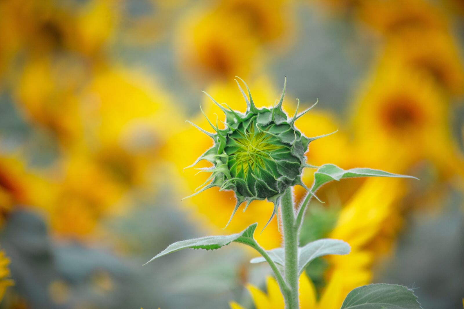 Canon EOS 700D (EOS Rebel T5i / EOS Kiss X7i) sample photo. Sun flower, flowers, yellow photography