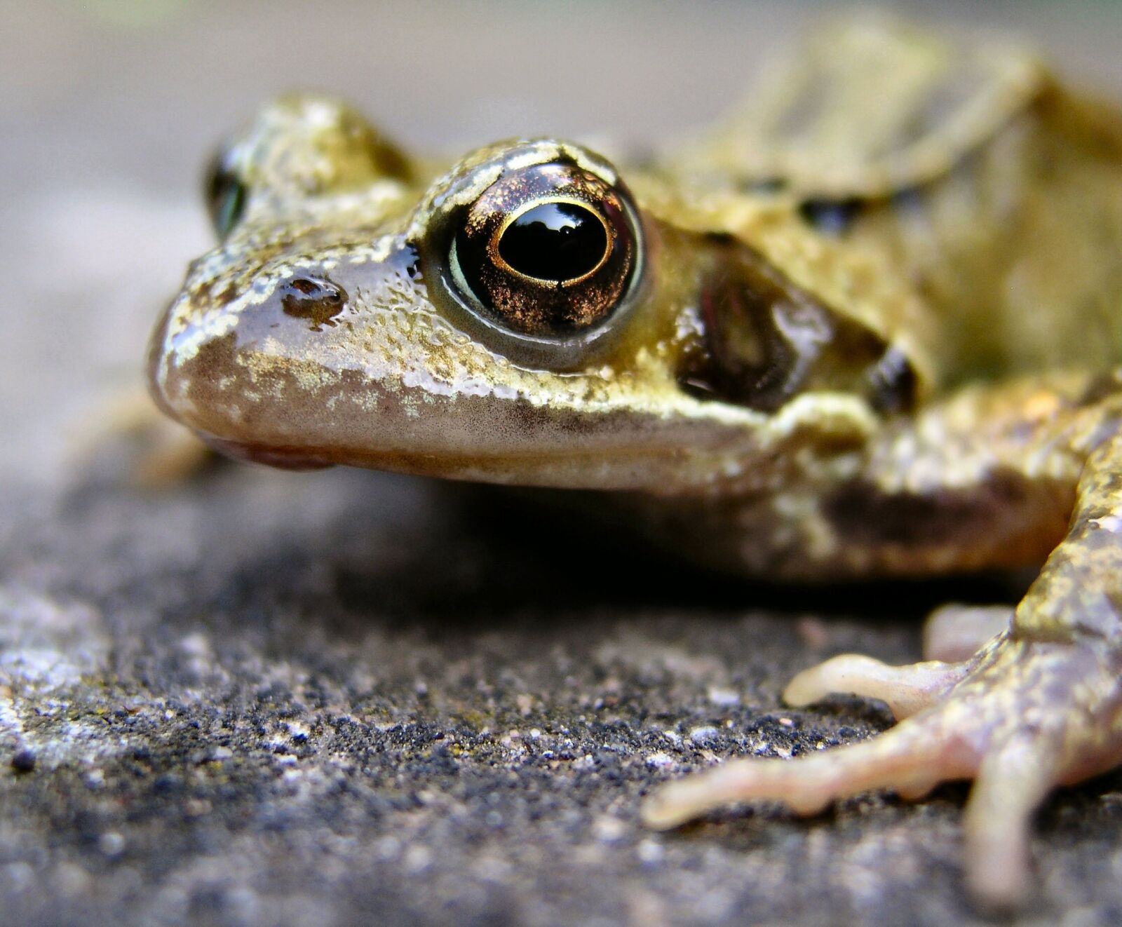 Olympus C5050Z sample photo. Frog, amphibian, animal photography