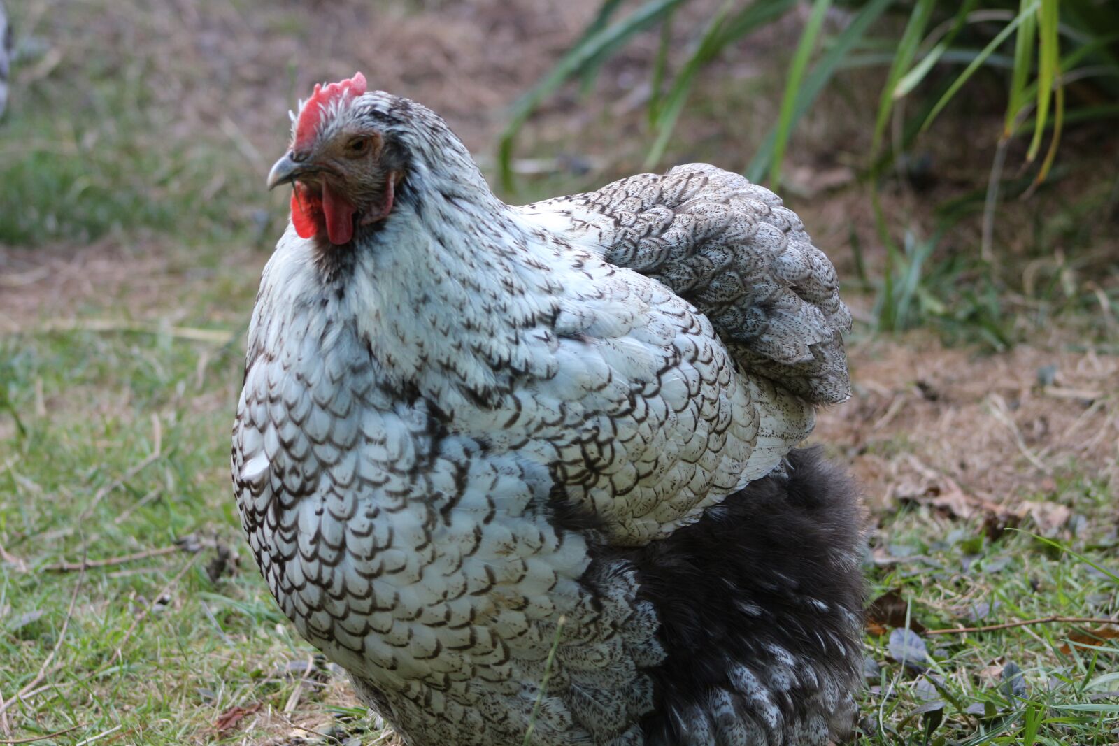Canon EF75-300mm f/4-5.6 sample photo. Chicken, hen, poultry photography