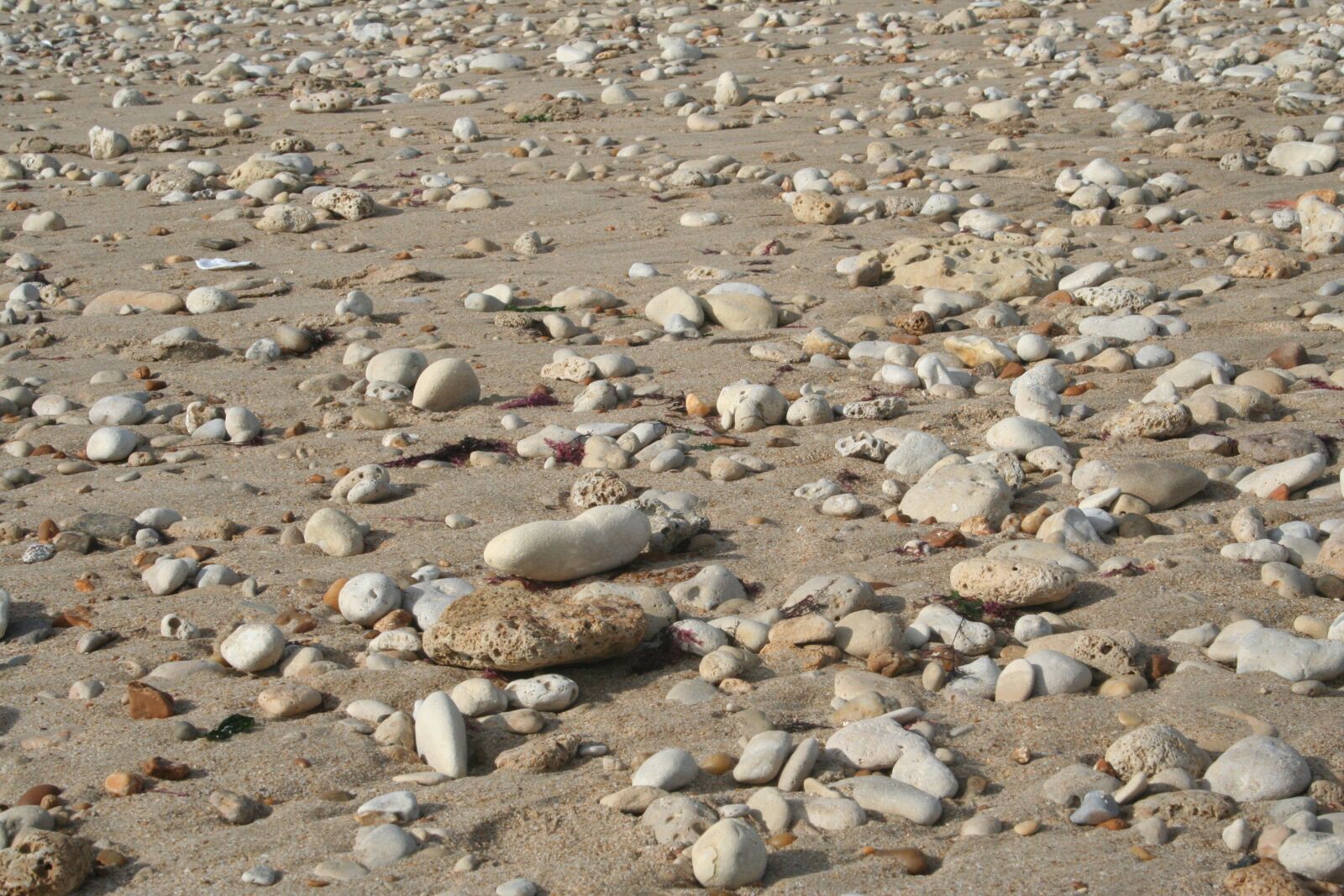 Canon EOS 350D (EOS Digital Rebel XT / EOS Kiss Digital N) sample photo. Pebbles, shells, beach photography