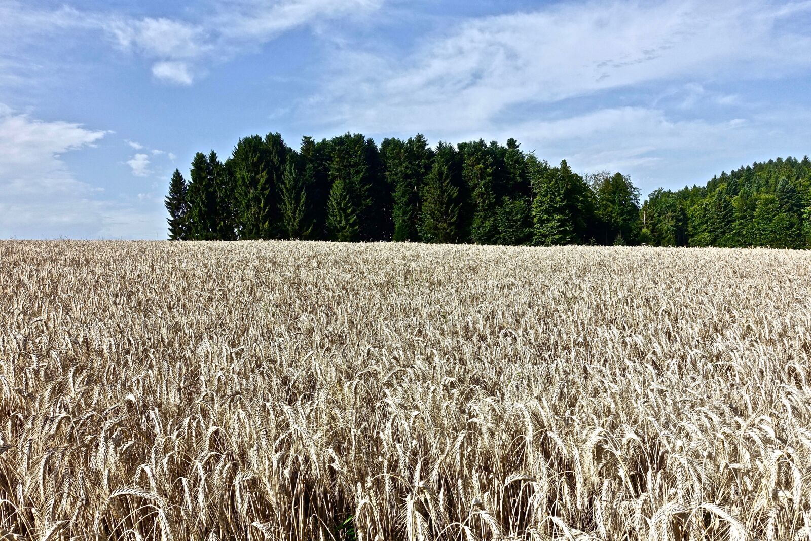 Sony Cyber-shot DSC-RX100 III sample photo. Wheat, field, crop photography