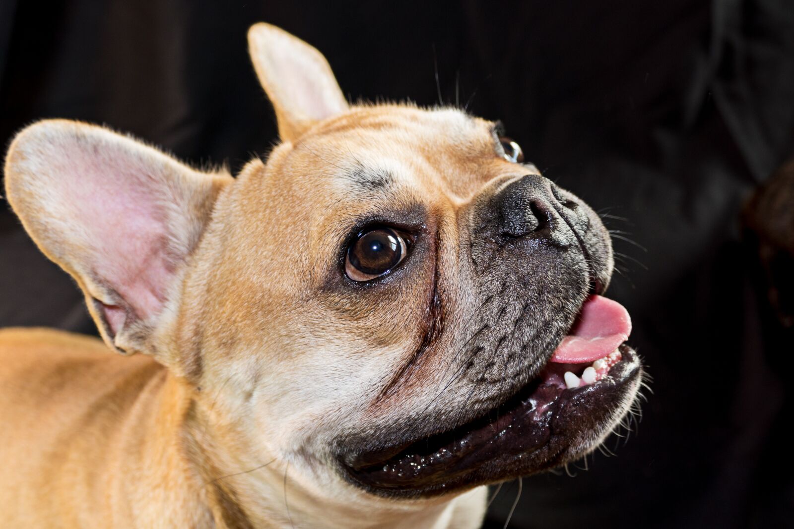 Panasonic Lumix DMC-FZ1000 sample photo. Bulldog, french bulldog, dog photography