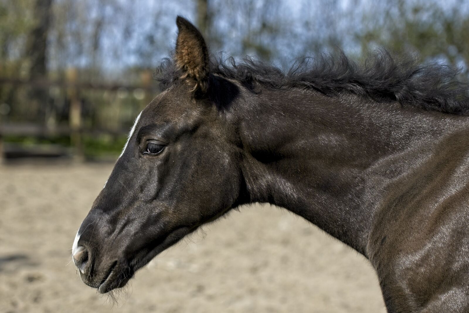 Canon EOS R sample photo. Foal, horsehead, sand photography