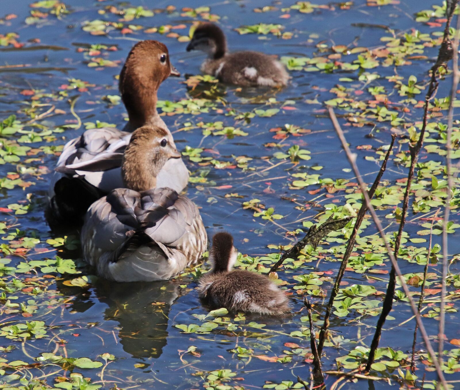 Canon EOS 800D (EOS Rebel T7i / EOS Kiss X9i) sample photo. Ducks, family, cute photography