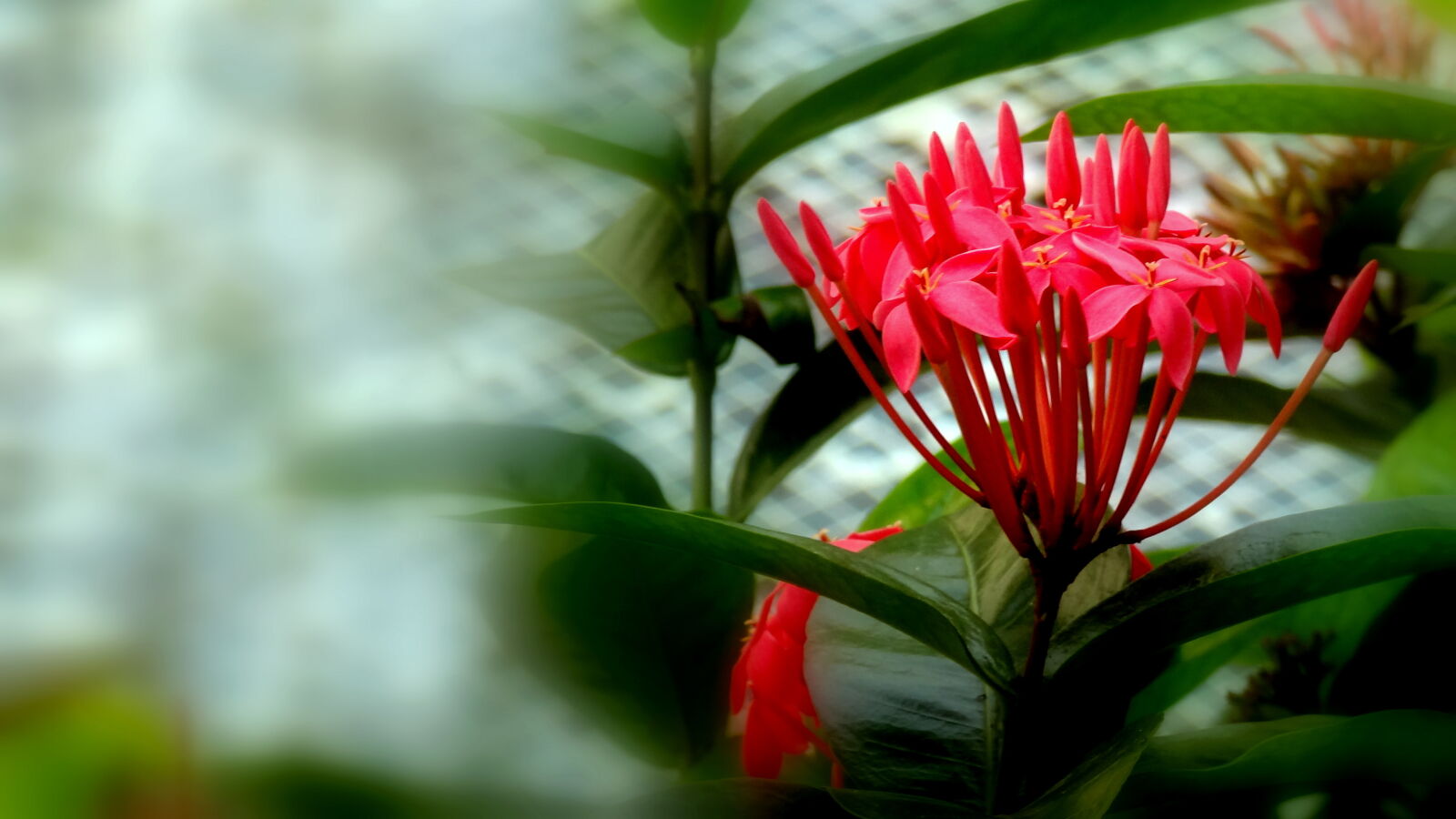 Sony Cyber-shot DSC-HX9V sample photo. Red, bunch photography