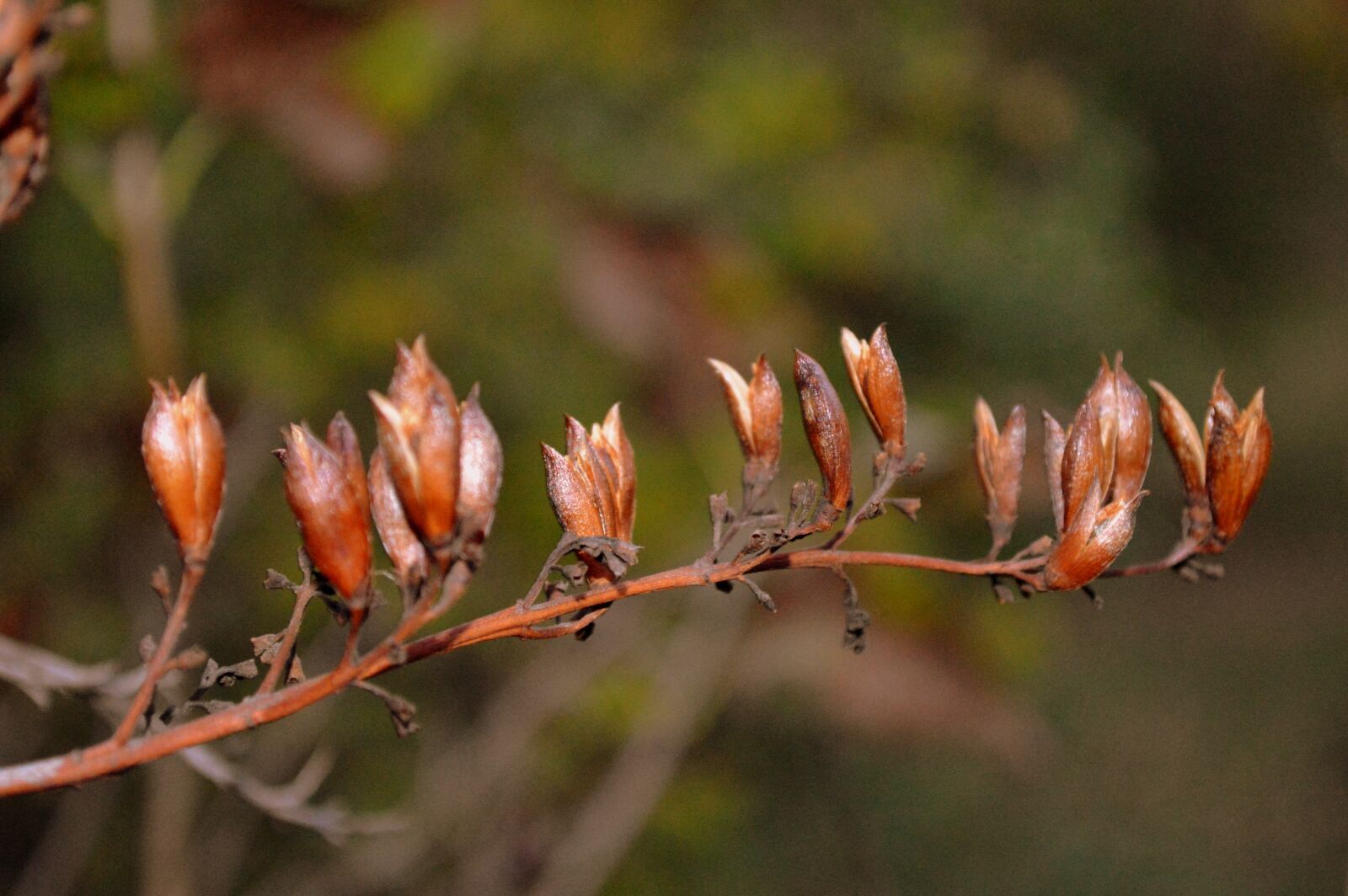 Nikon D3200 sample photo. Nature, colorful, warm photography