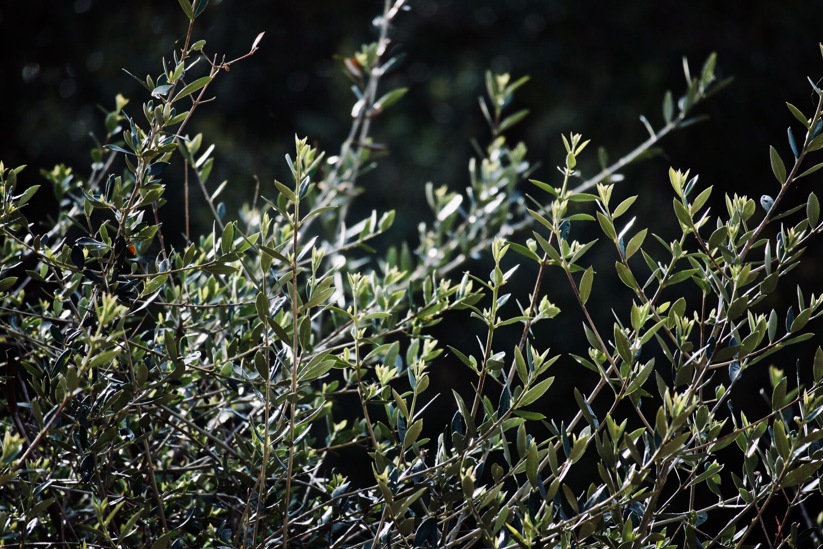 Canon EOS M sample photo. Olive tree, olive branch photography