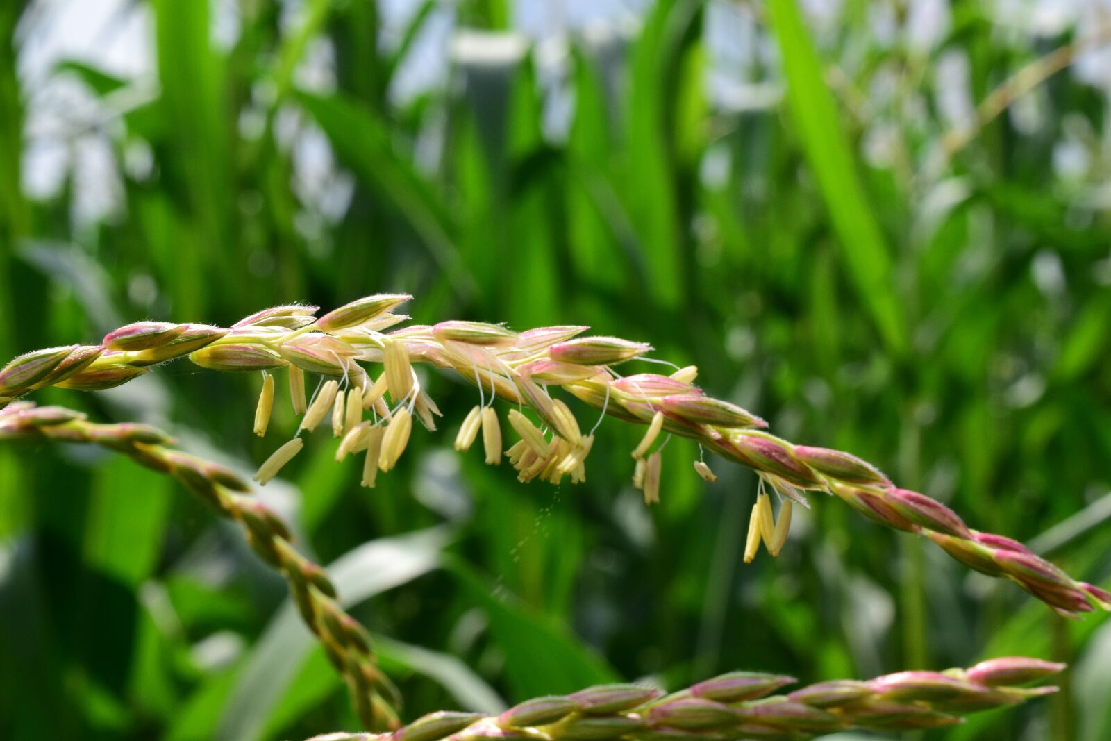 Nikon D3300 sample photo. Corn, corn flower, blooming photography