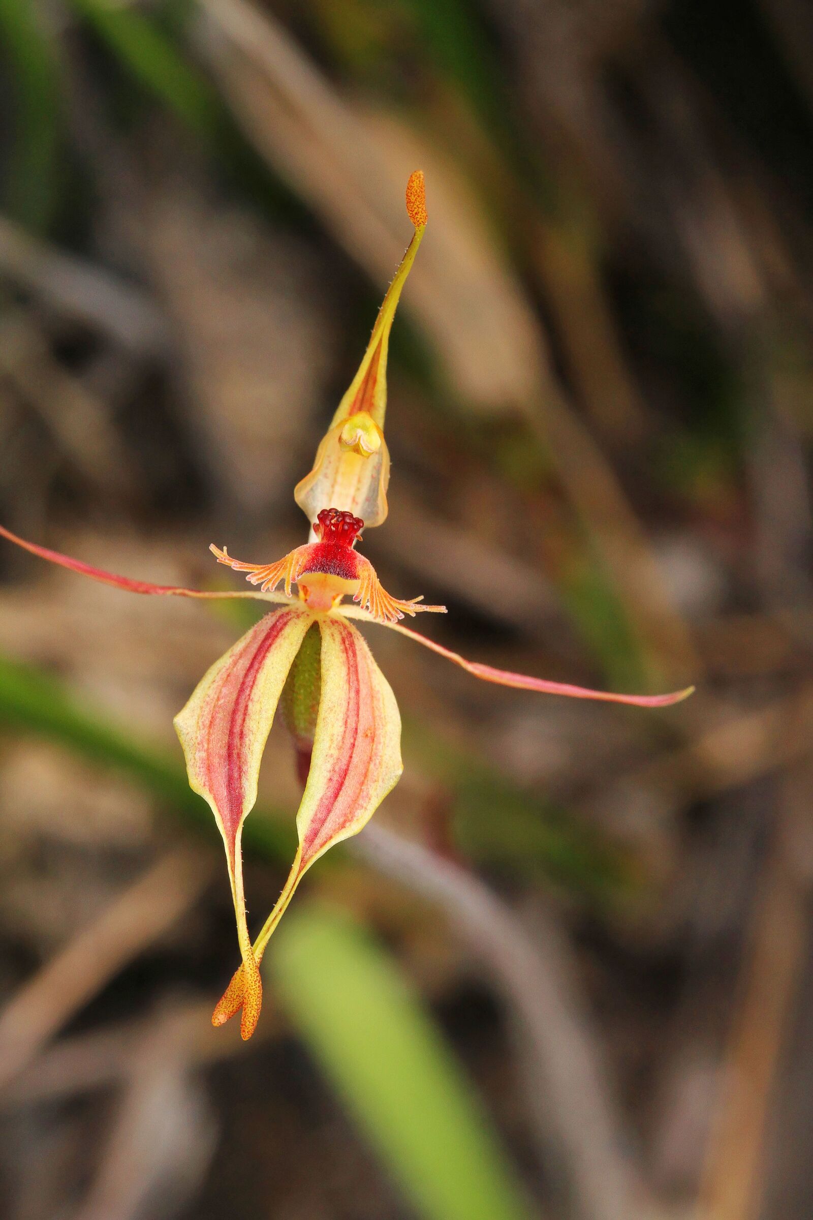 Canon EOS 7D + Canon EF 100mm F2.8 Macro USM sample photo. Stirling ranges, crab-lipped orchid photography