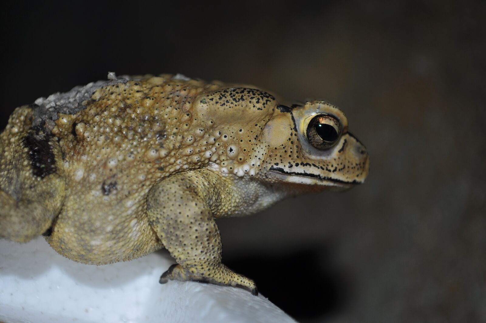 Nikon D5000 sample photo. Animals, frog, pond photography