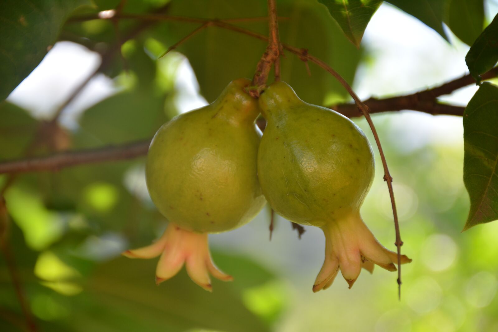 Nikon D7100 sample photo. Fruit, nature, leaf photography