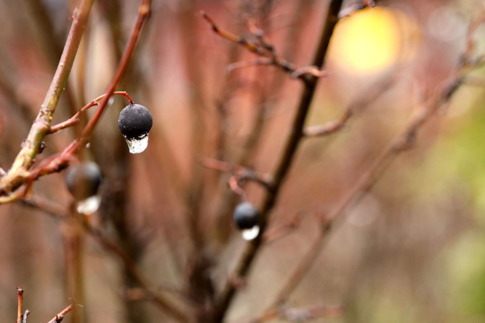 Canon EOS R sample photo. Berry, water drop, autumn photography