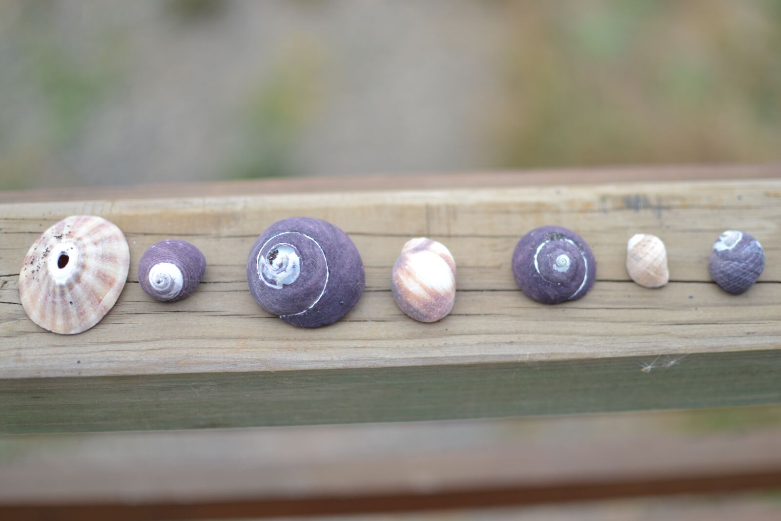 Nikon D3100 sample photo. Snails, marine snails, shell photography